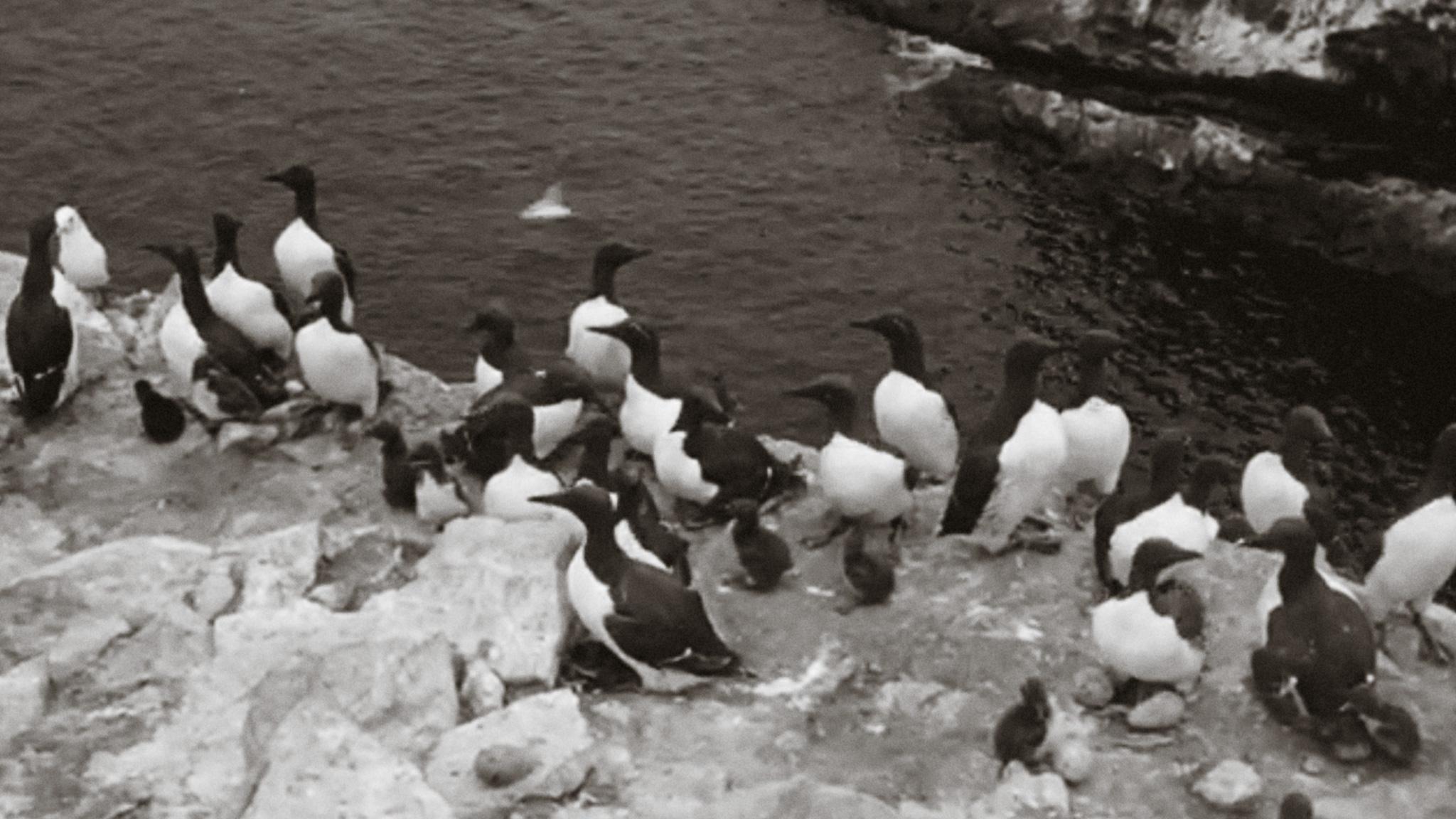 Image représentant la ressource: Along Newfoundland's Shores