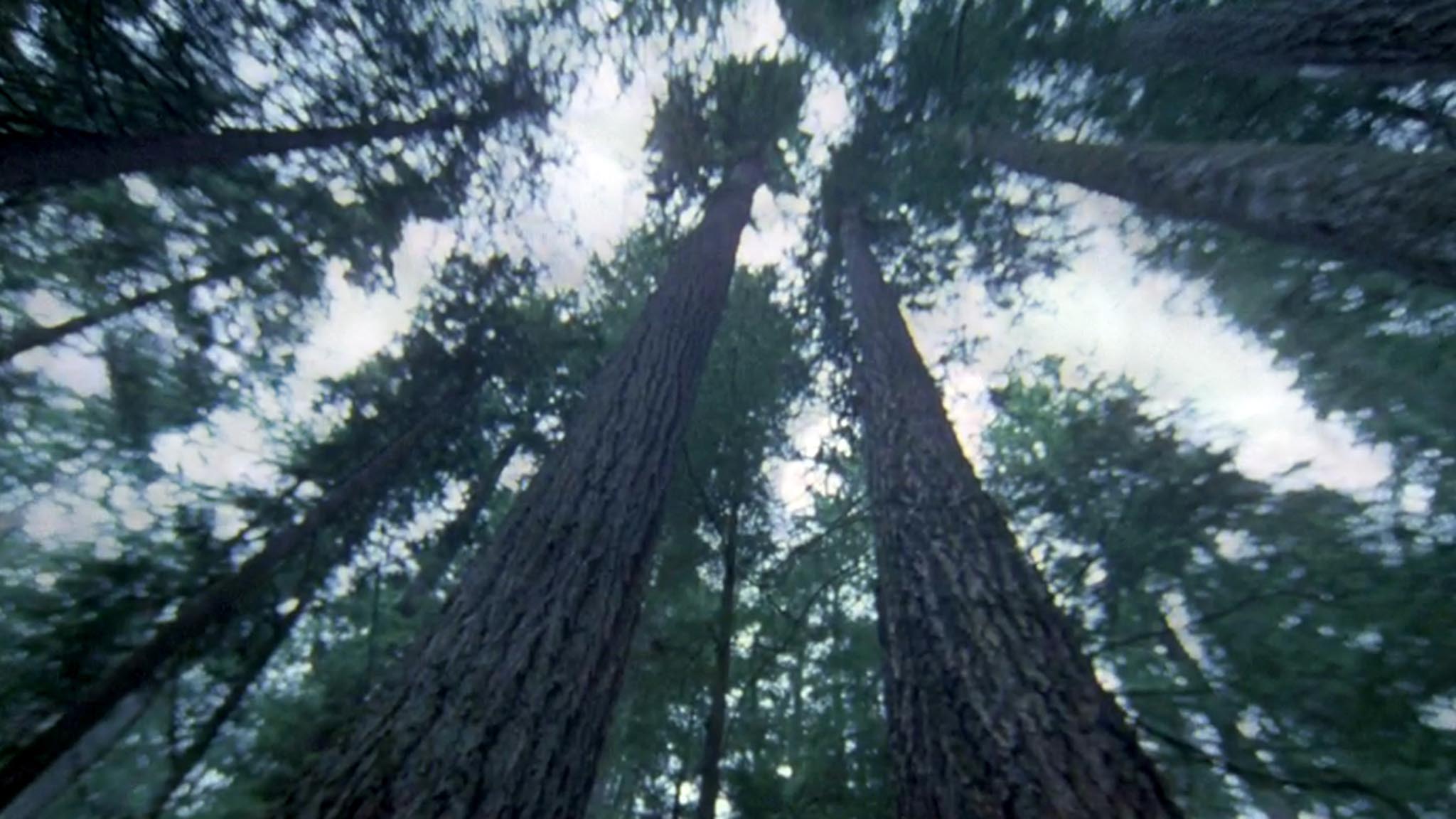 Image représentant la ressource: L'Autre Visage de la forêt