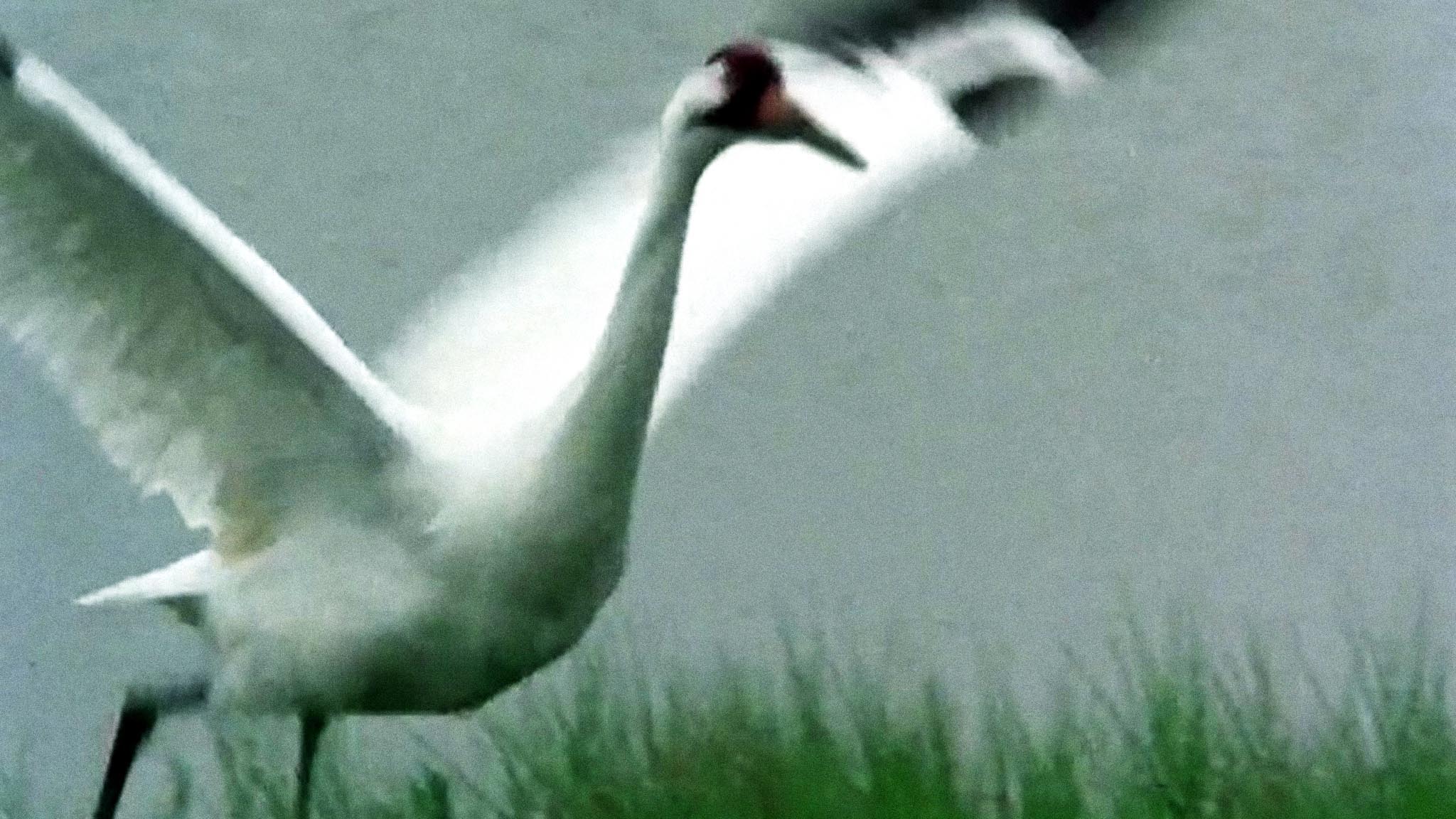 Image représentant la ressource: A Great White Bird