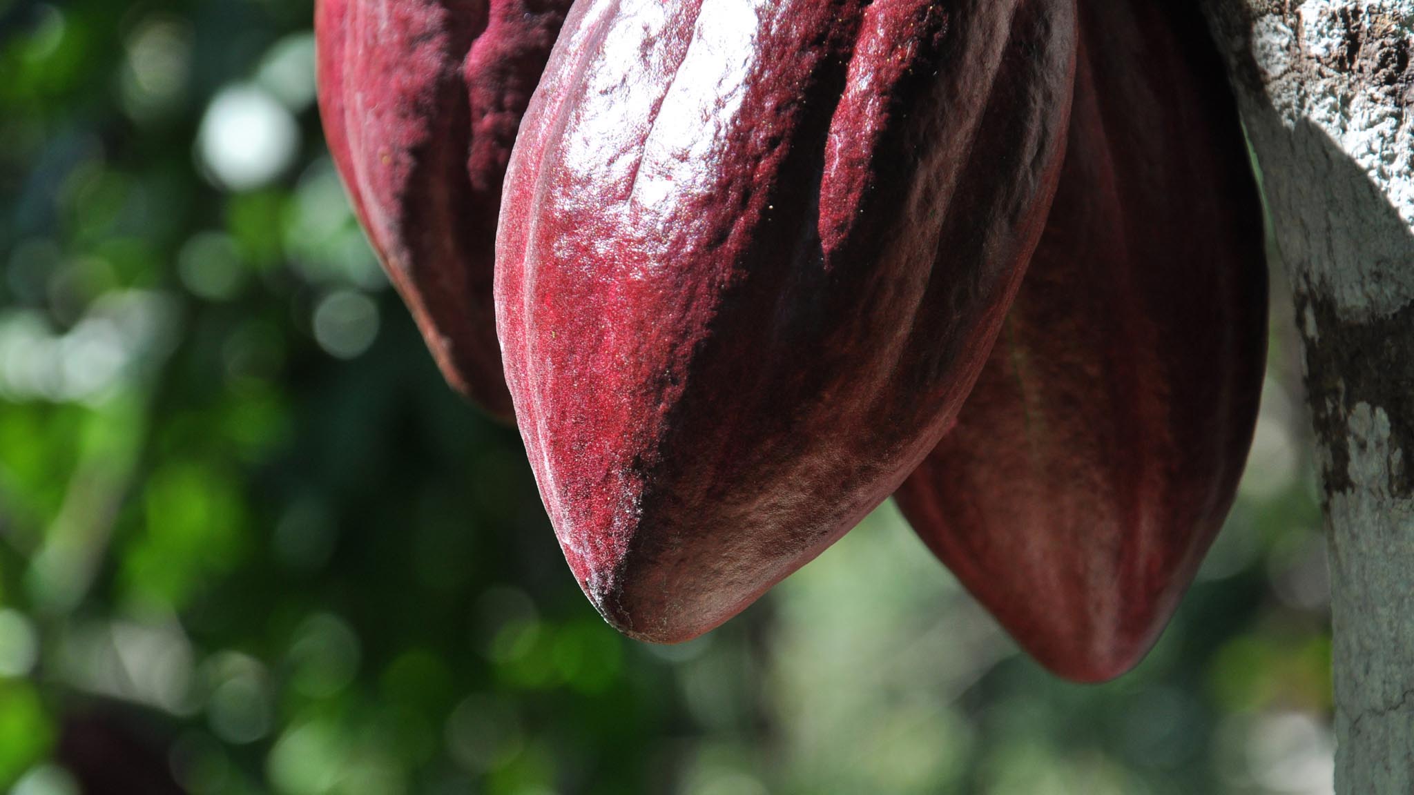 Image représentant la ressource: Terre et chocolat