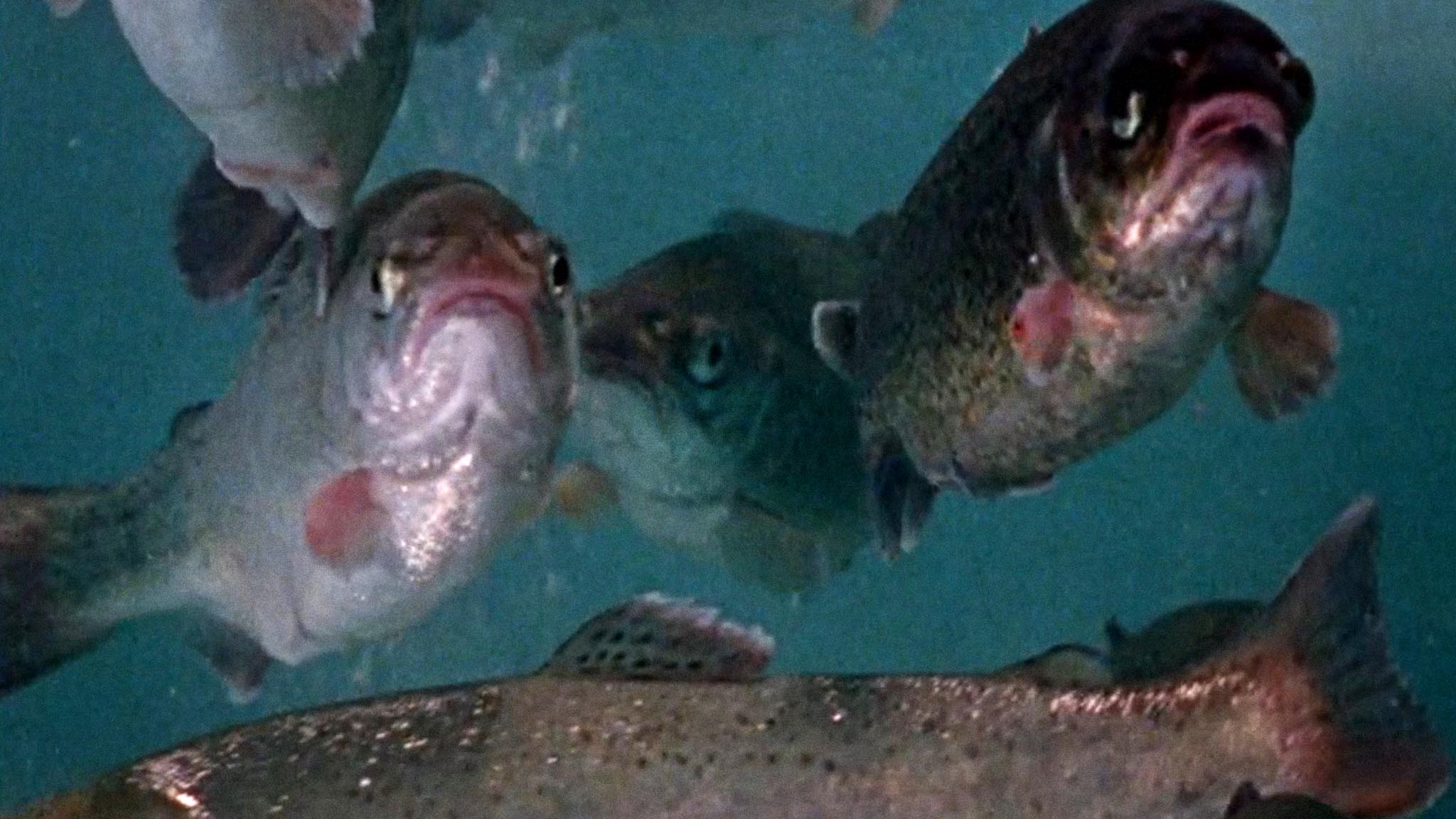 Image représentant la ressource: Le Monde des eaux douces