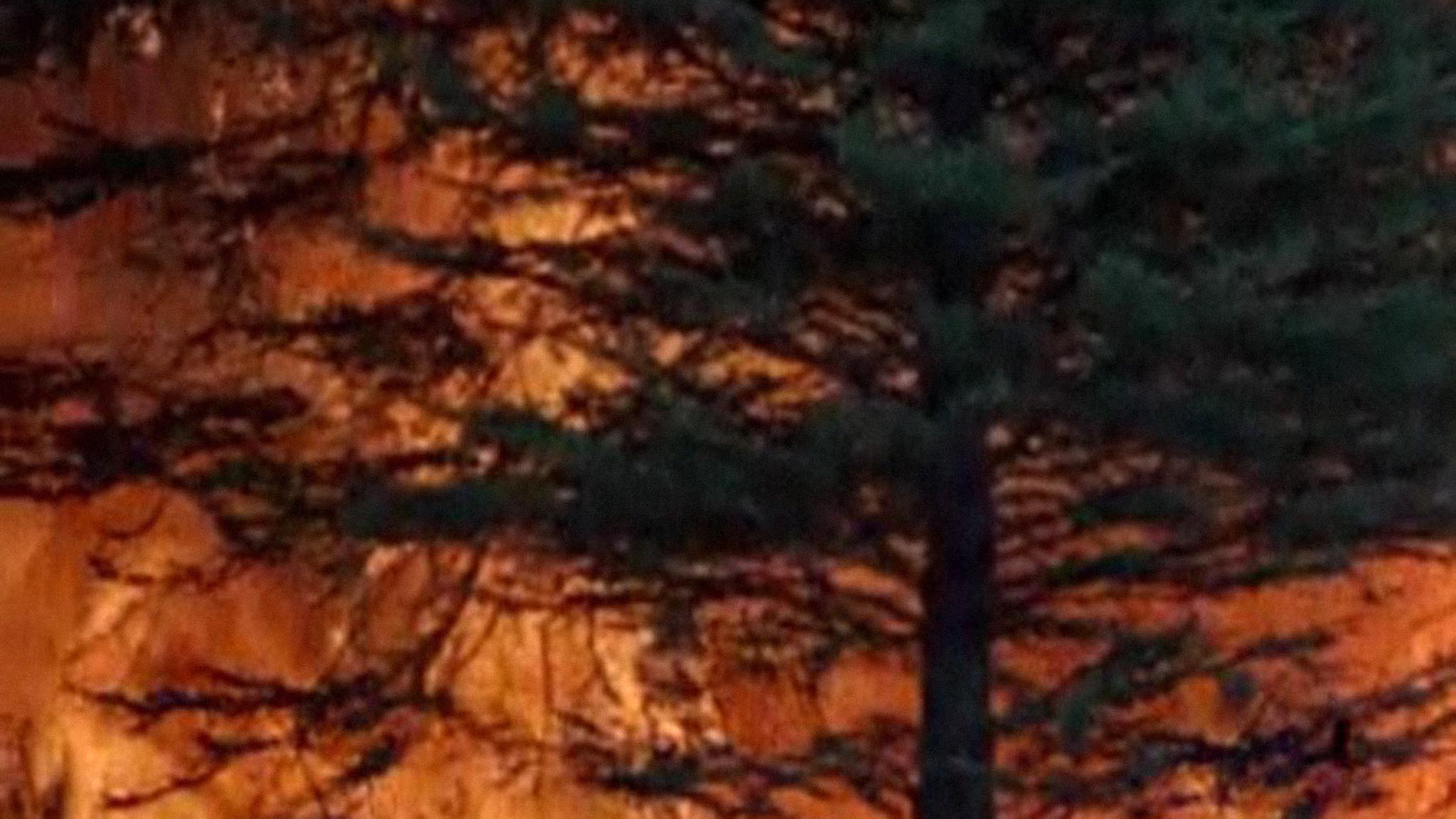 Image représentant la ressource: La Forêt sous les cendres
