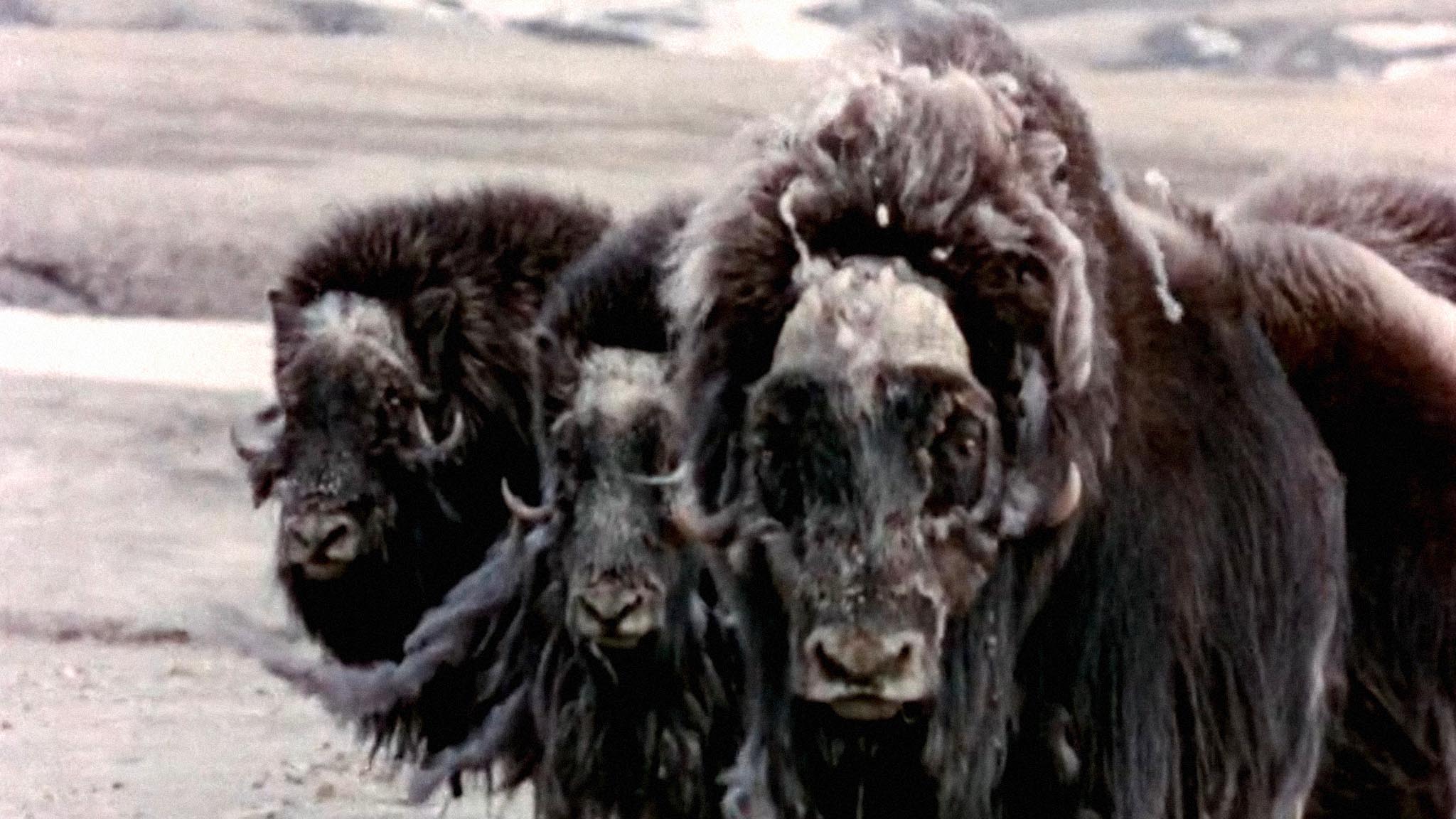 Image représentant la ressource: High Arctic : Life on the Land