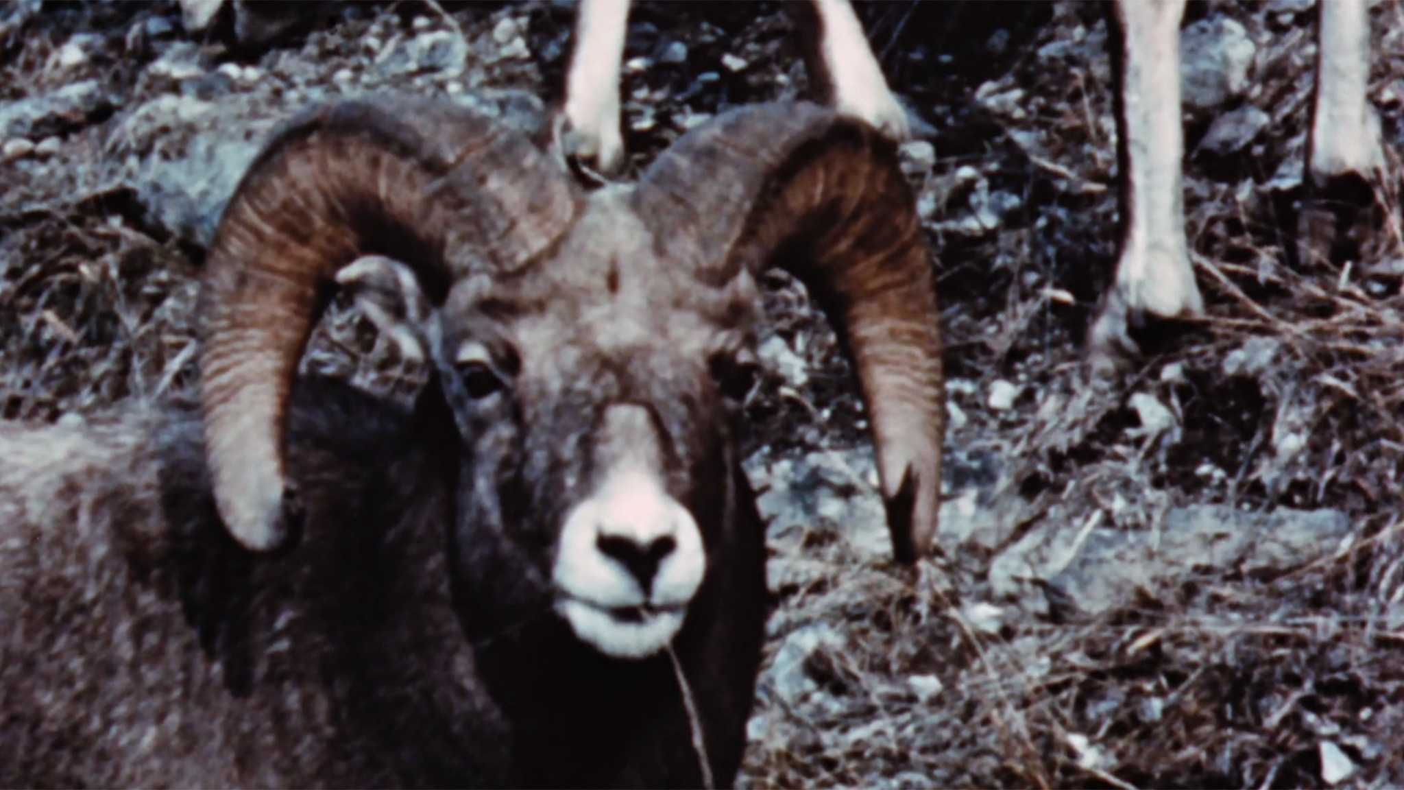 Image représentant la ressource: Merveilles de la faune - Le mouflon d'Amérique
