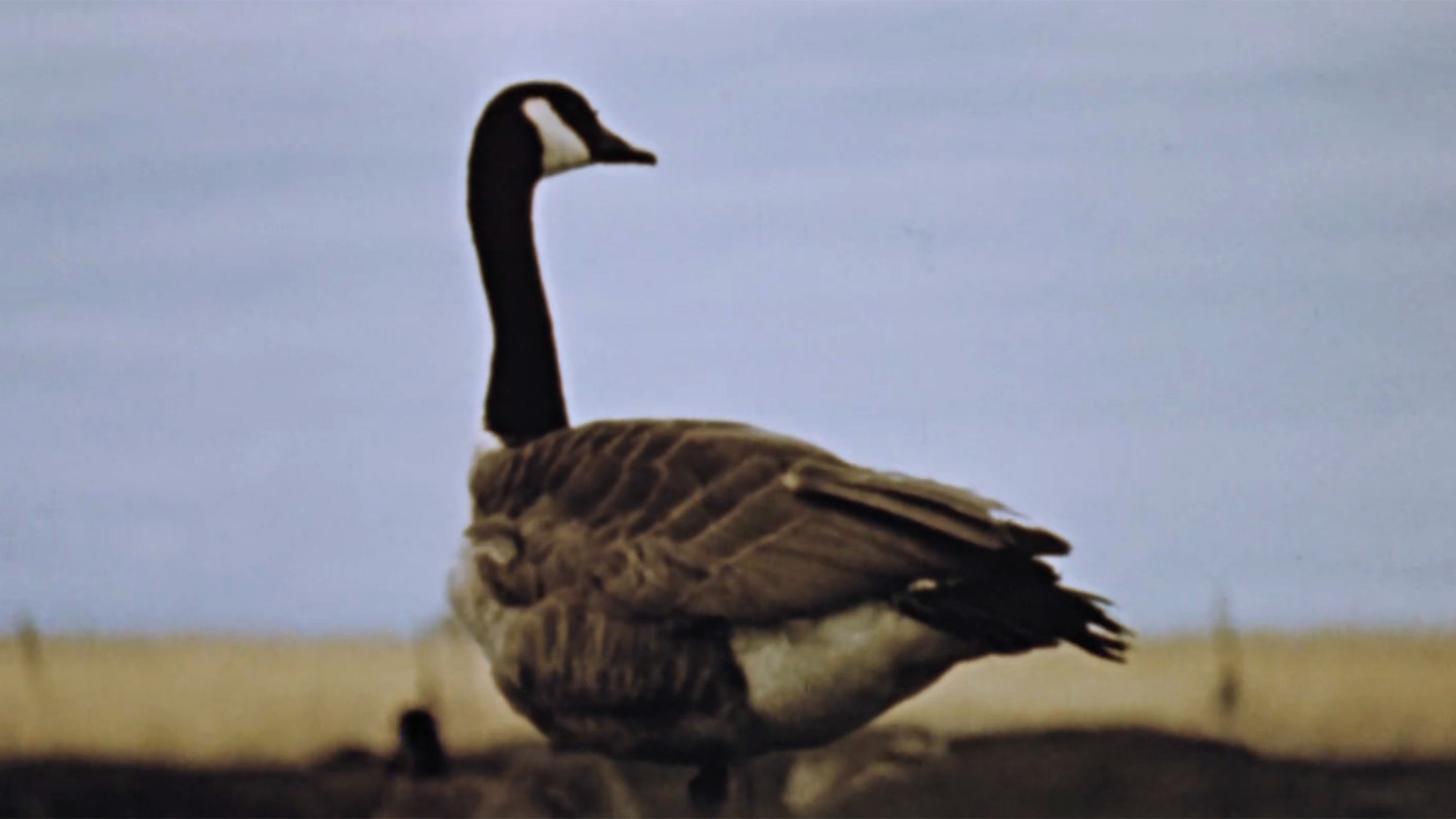 Image représentant la ressource: Hinterland Who's Who : Canada Goose