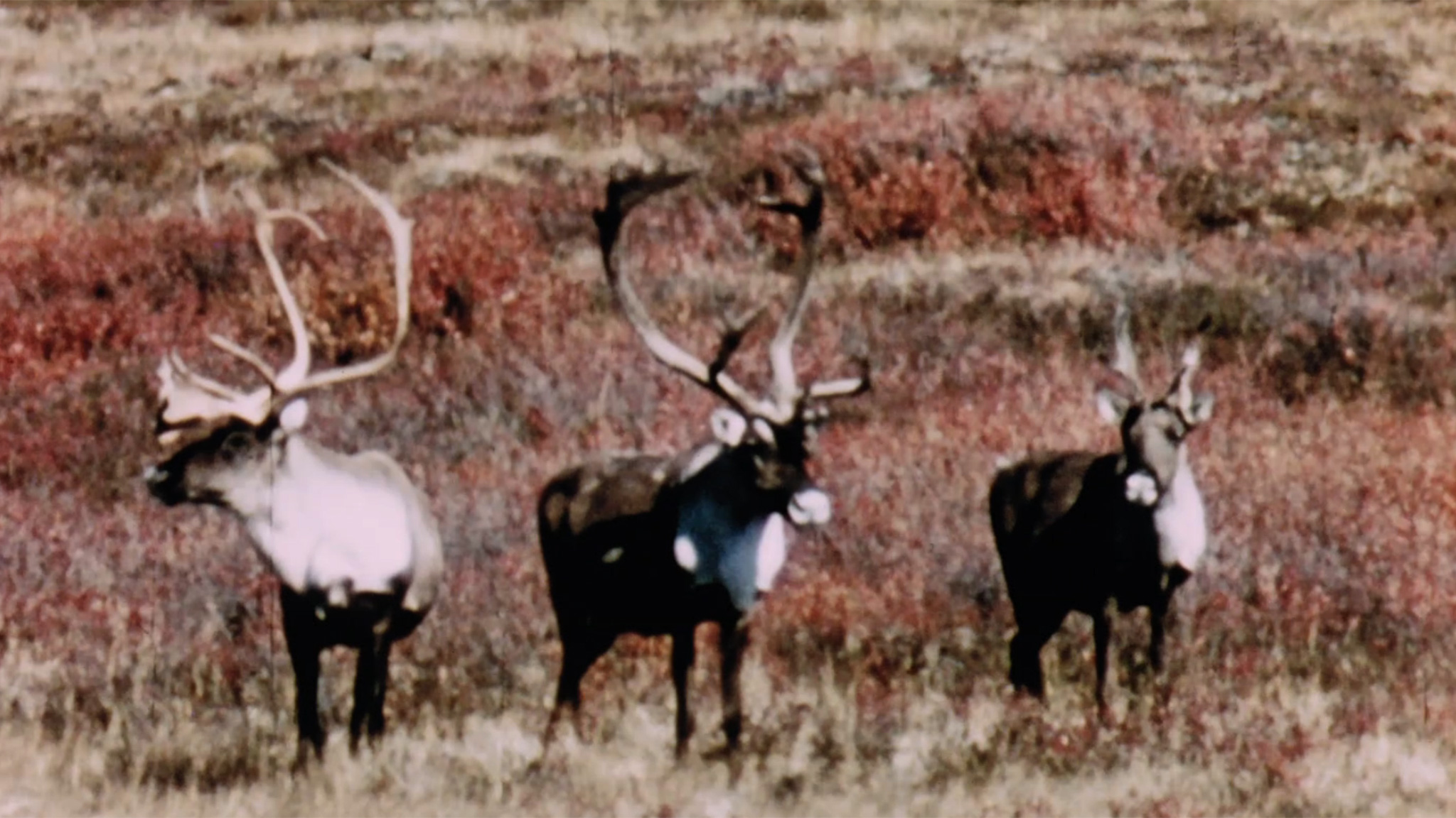 Image représentant la ressource: Merveilles de la faune - Le renne arctique