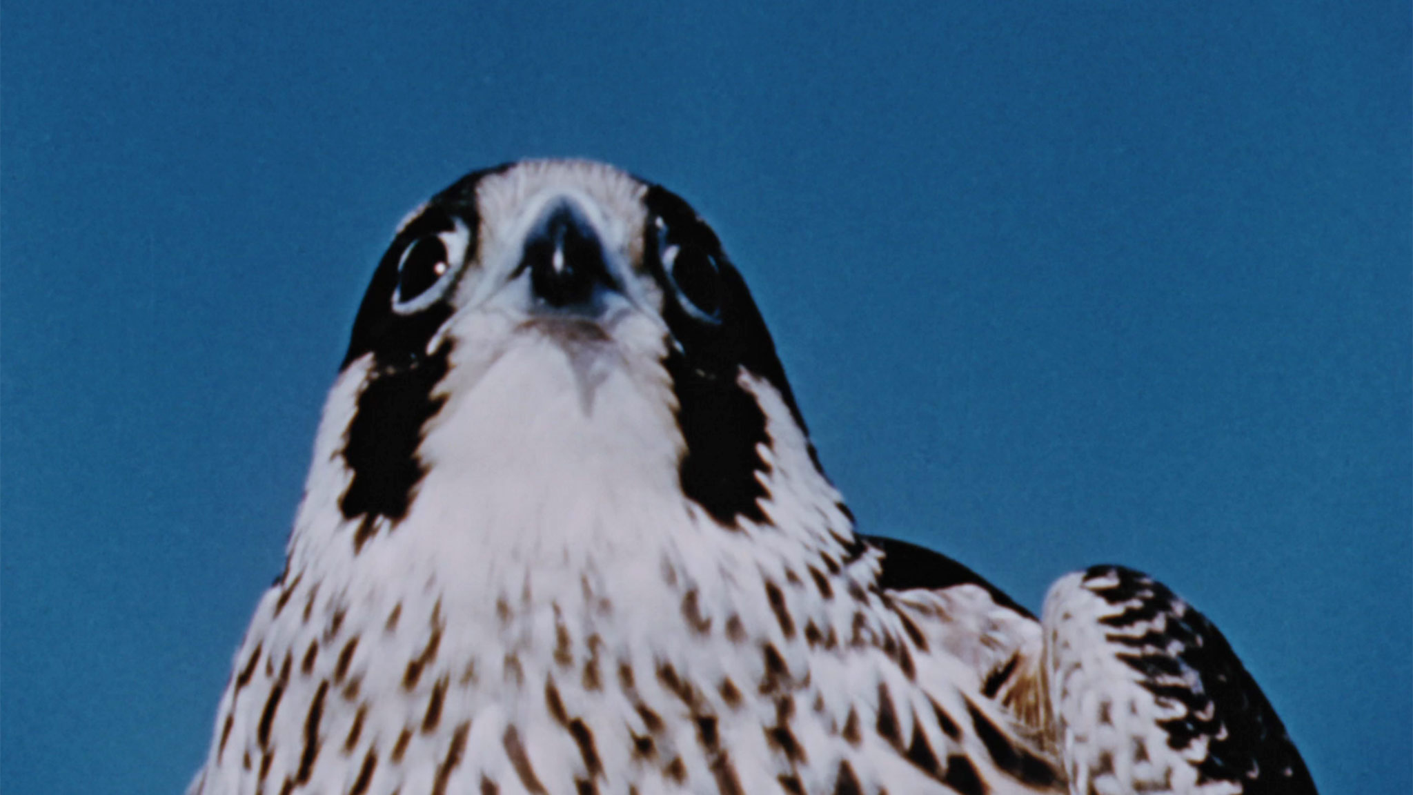 Image représentant la ressource: Hinterland Who's Who : Peregrine Falcon