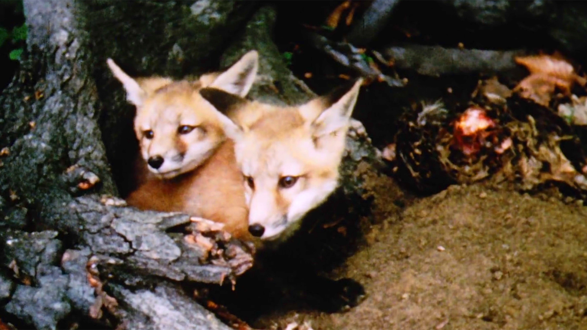 Image représentant la ressource: Merveilles de la faune - Le renard roux