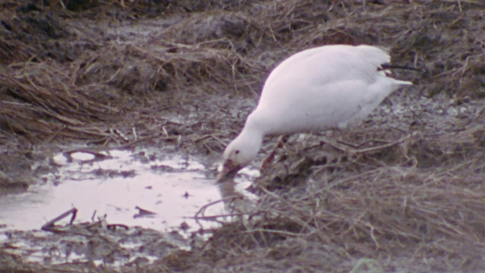Image représentant la ressource: Hinterland Who's Who : The Greater Snow Goose
