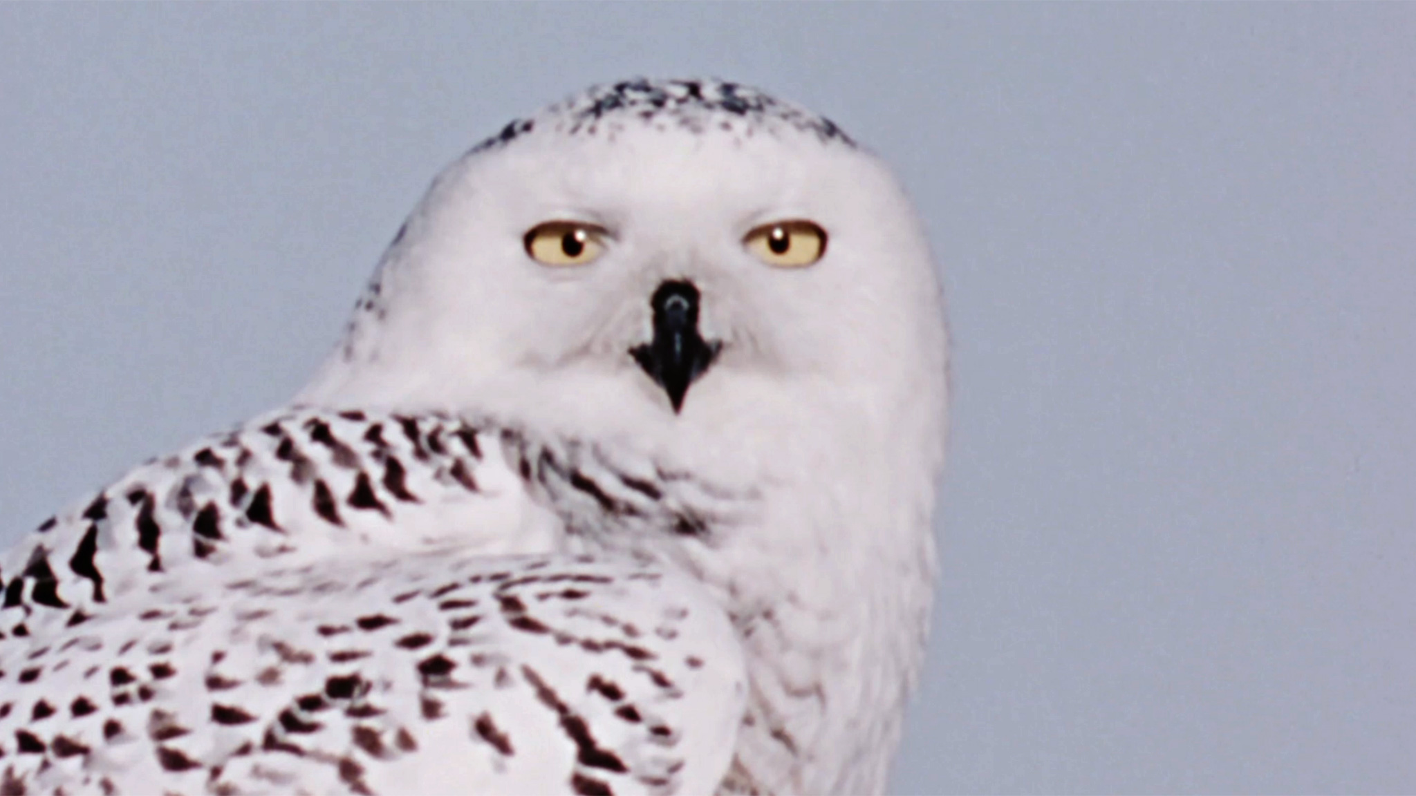 Image représentant la ressource: Hinterland Who's Who : The Snowy Owl