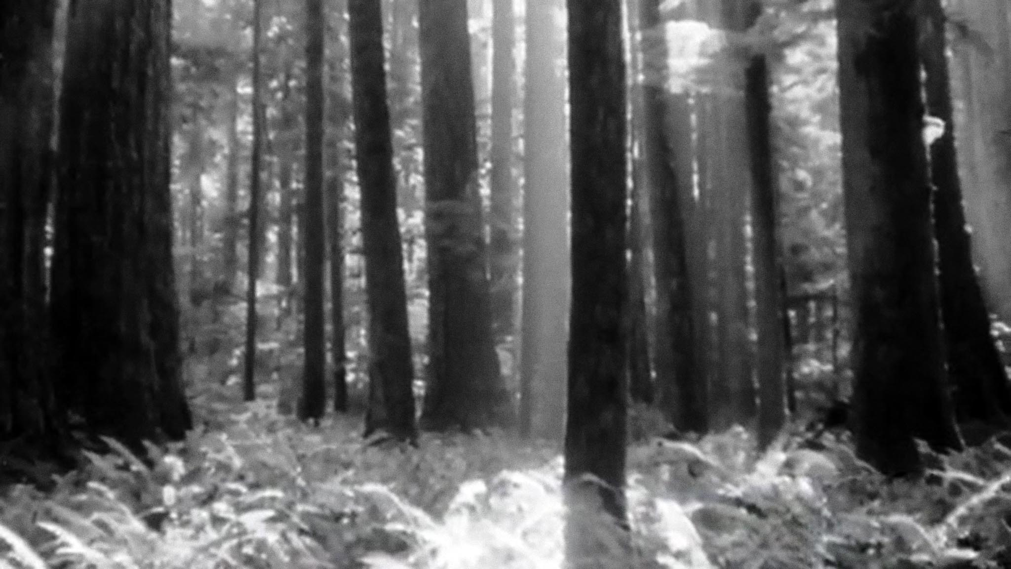 Image représentant la ressource: La forêt est un trésor