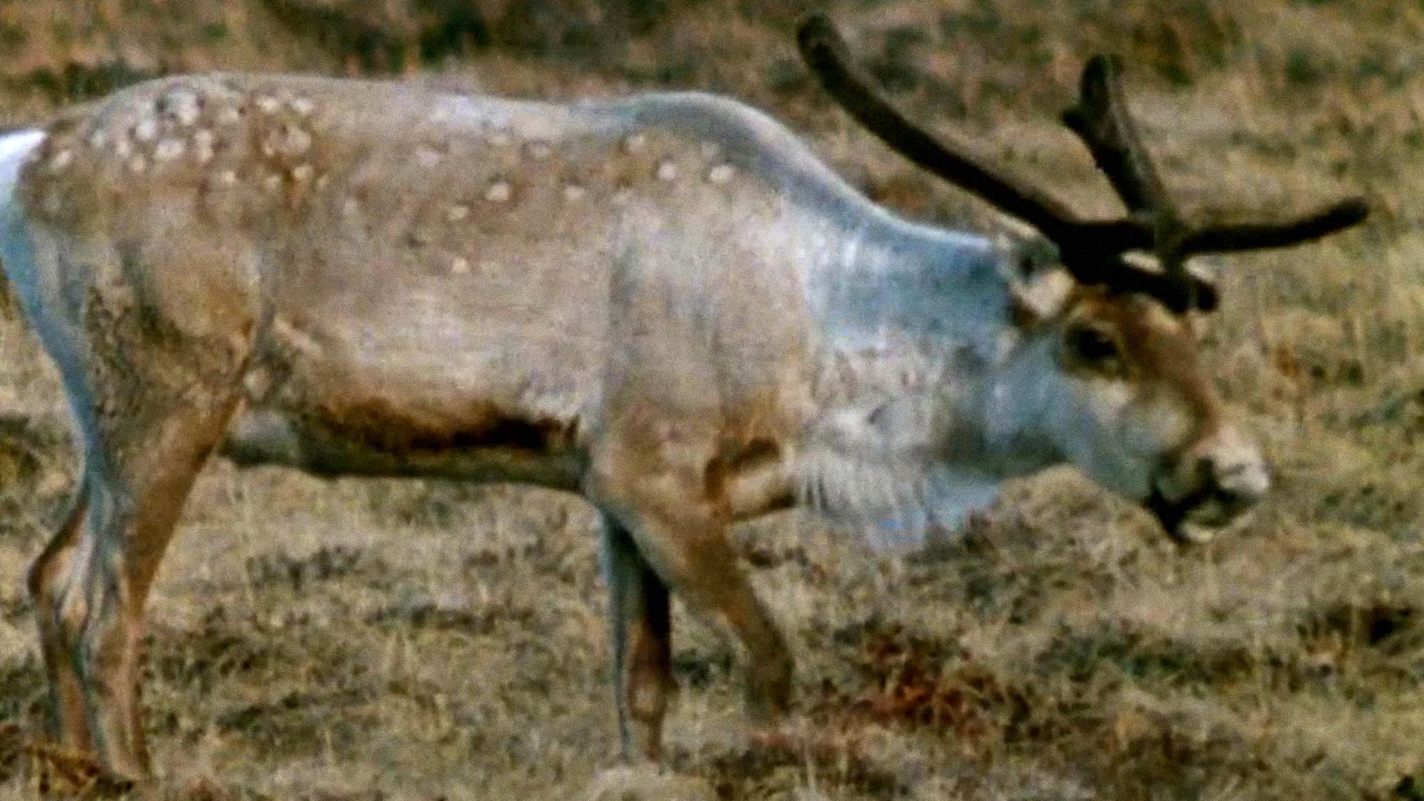 Image représentant la ressource: Le Caribou des toundras