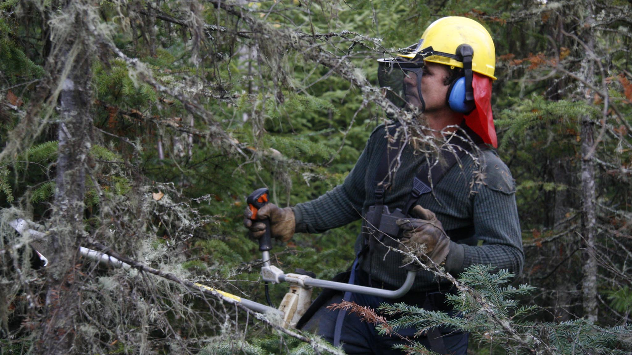 Image représentant la ressource: Les Fros
