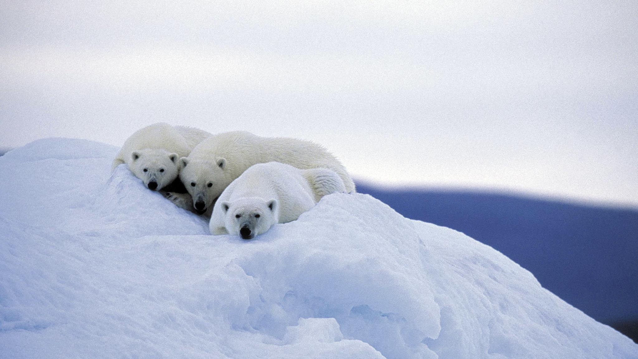 Image représentant la ressource: Lords of the Arctic
