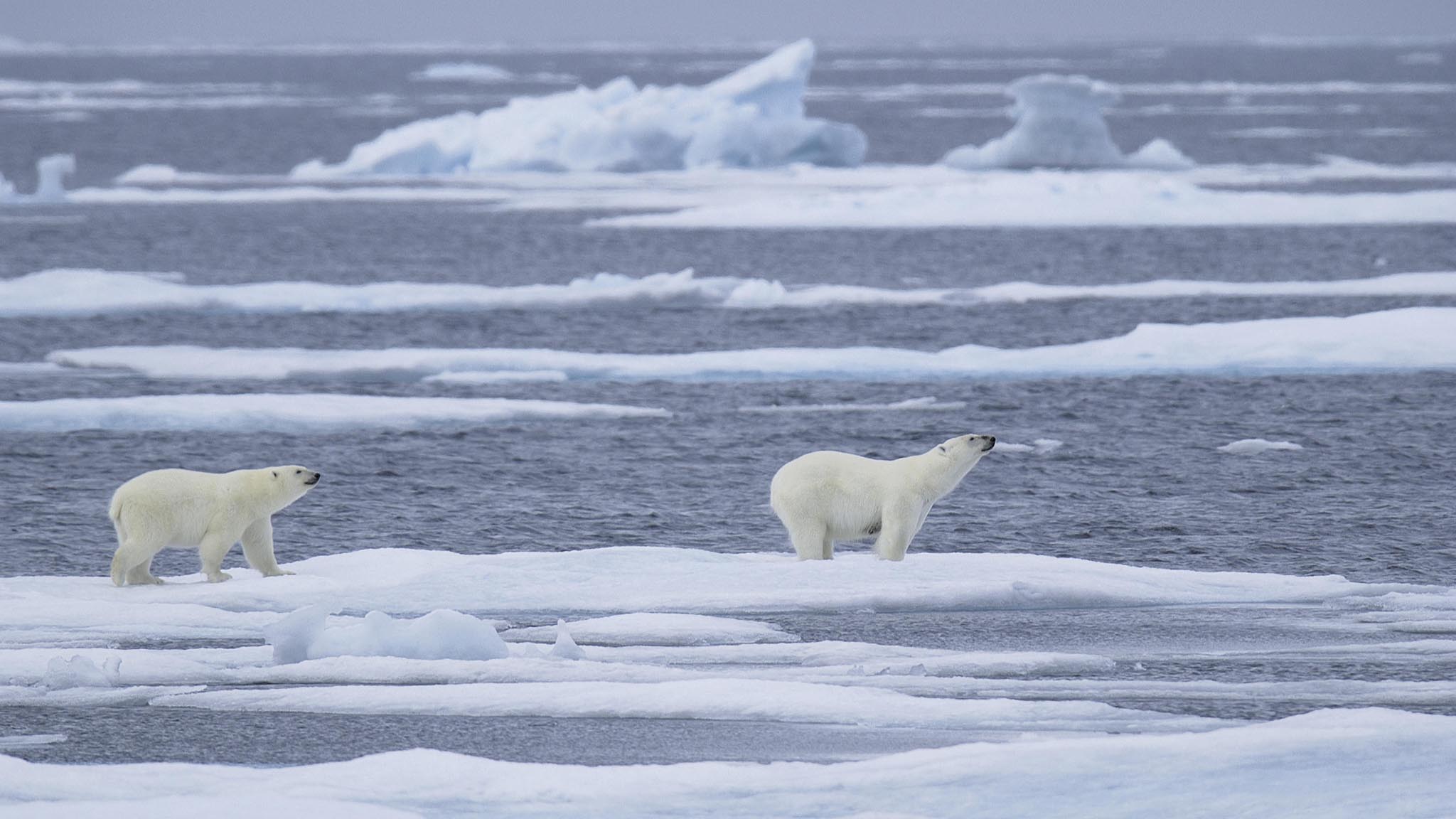 Image représentant la ressource: Climate on the Edge
