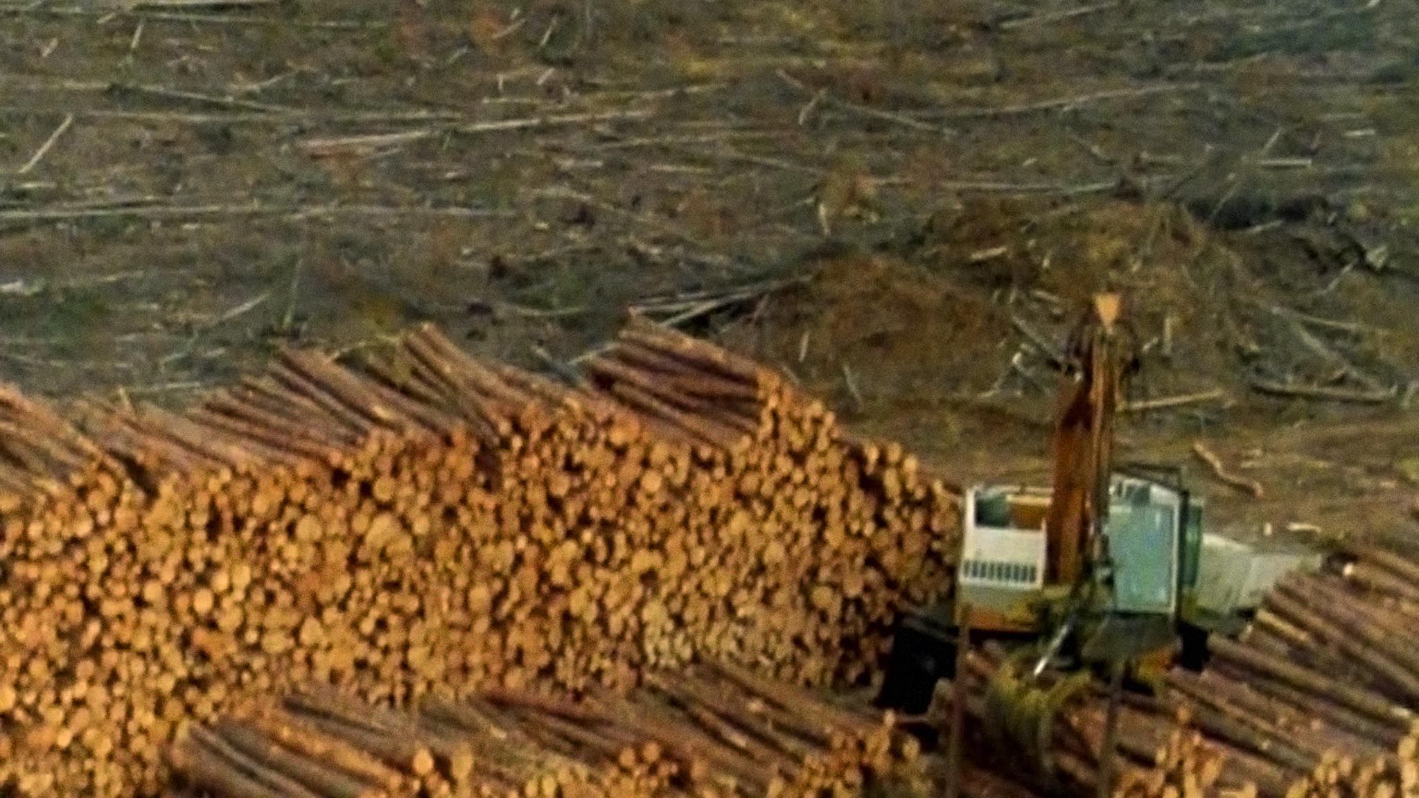 Image représentant la ressource: The Forest in Crisis