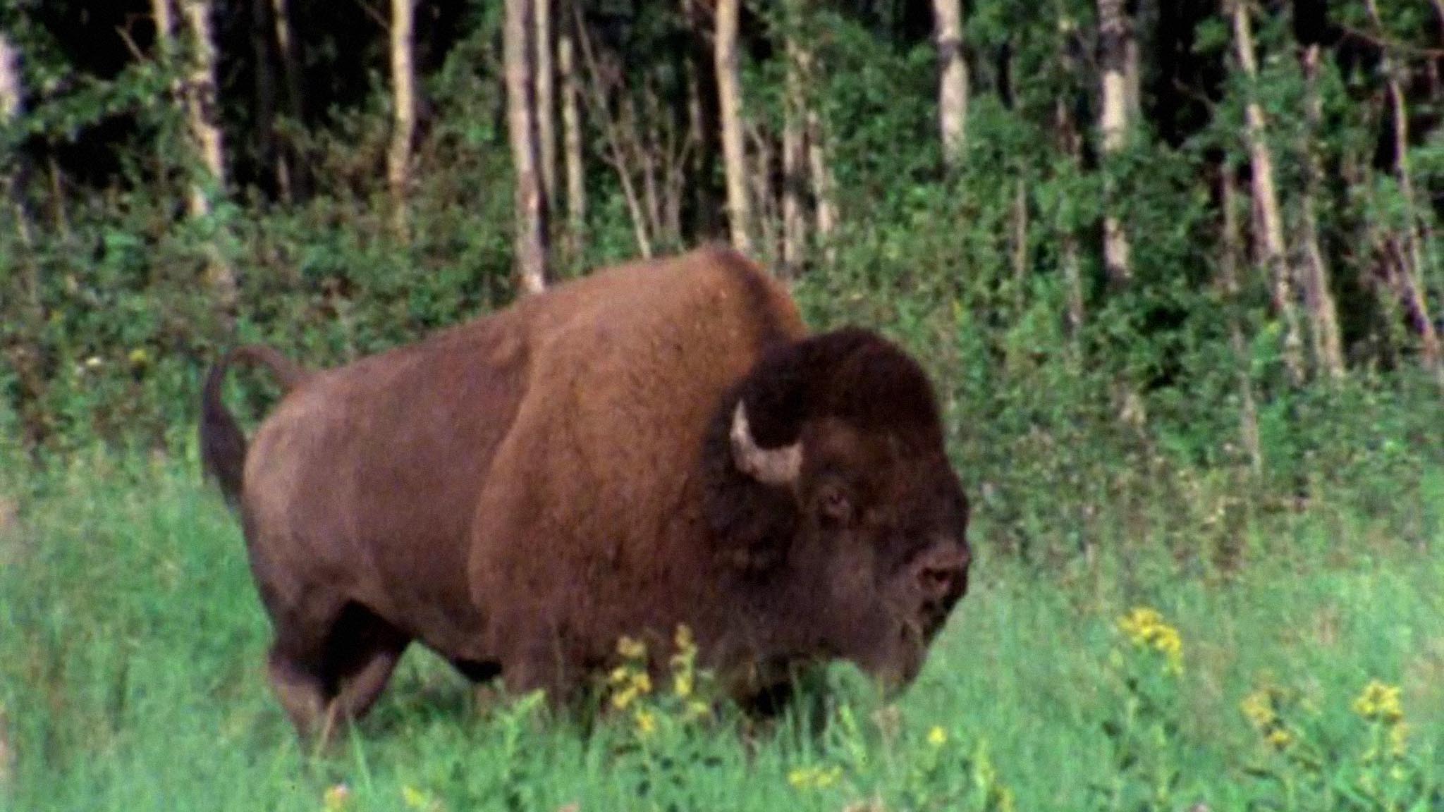 Image représentant la ressource: The Great Buffalo Saga