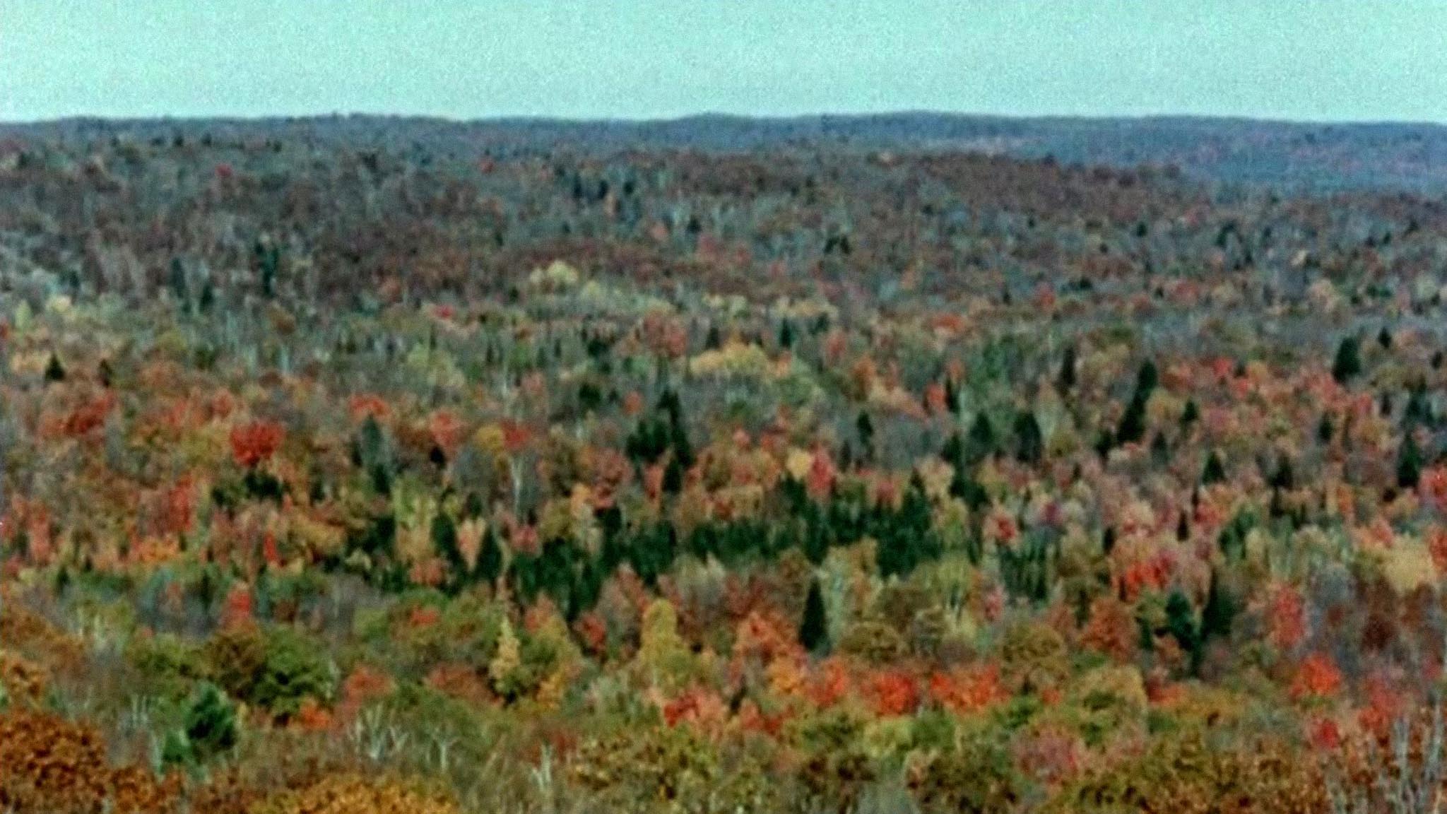 Image représentant la ressource: La forêt qui change