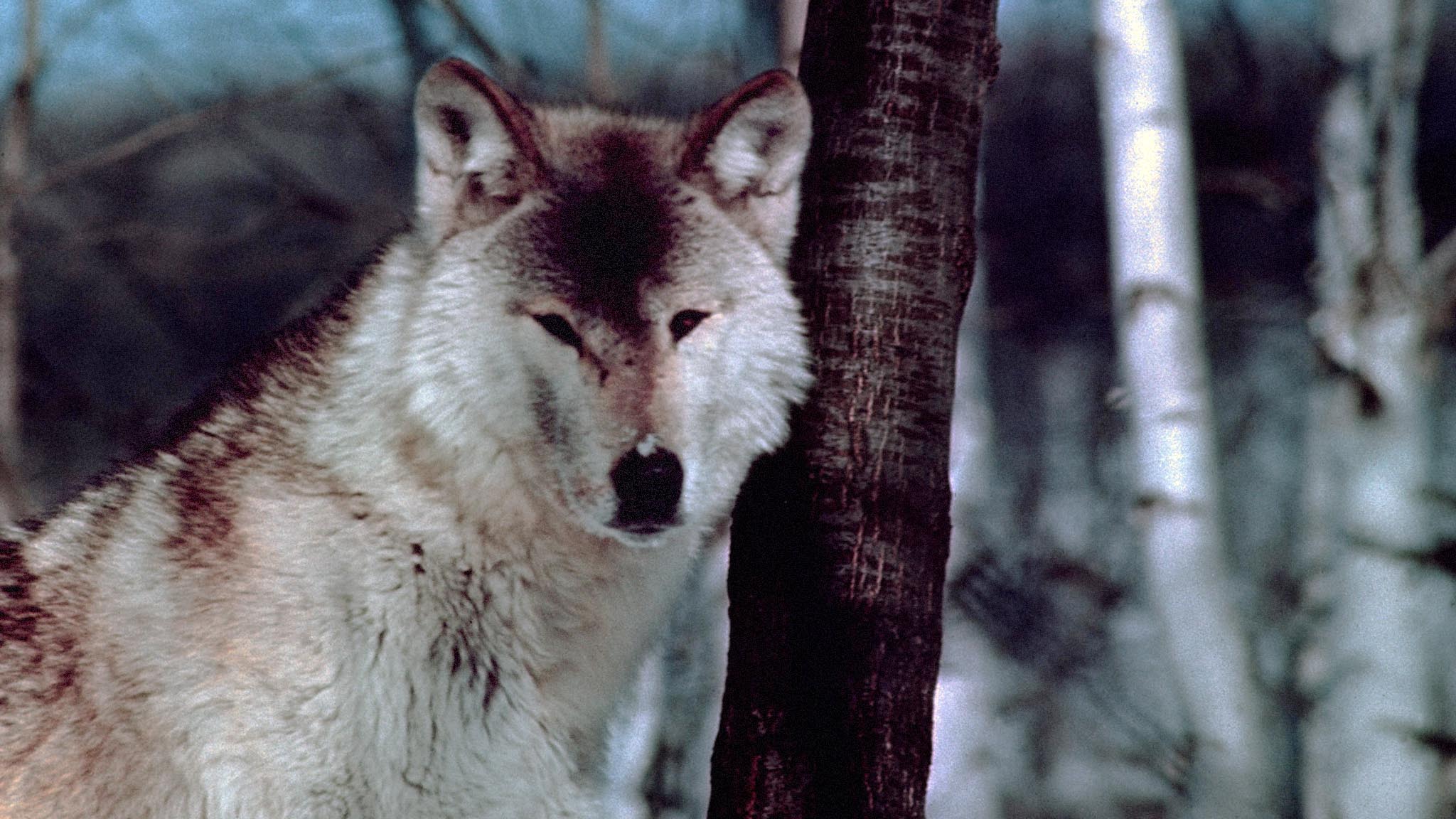 Image représentant la ressource: Wolf Pack