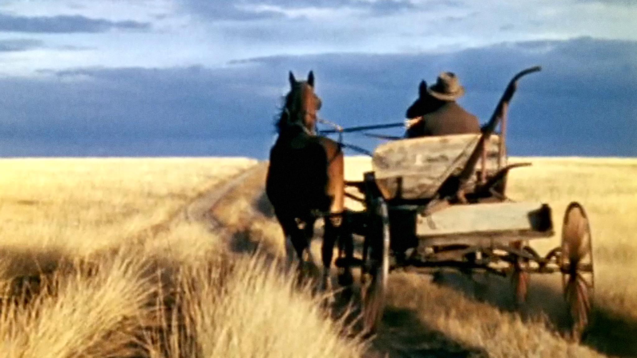 Image représentant la ressource: Windbreaks on the Prairies