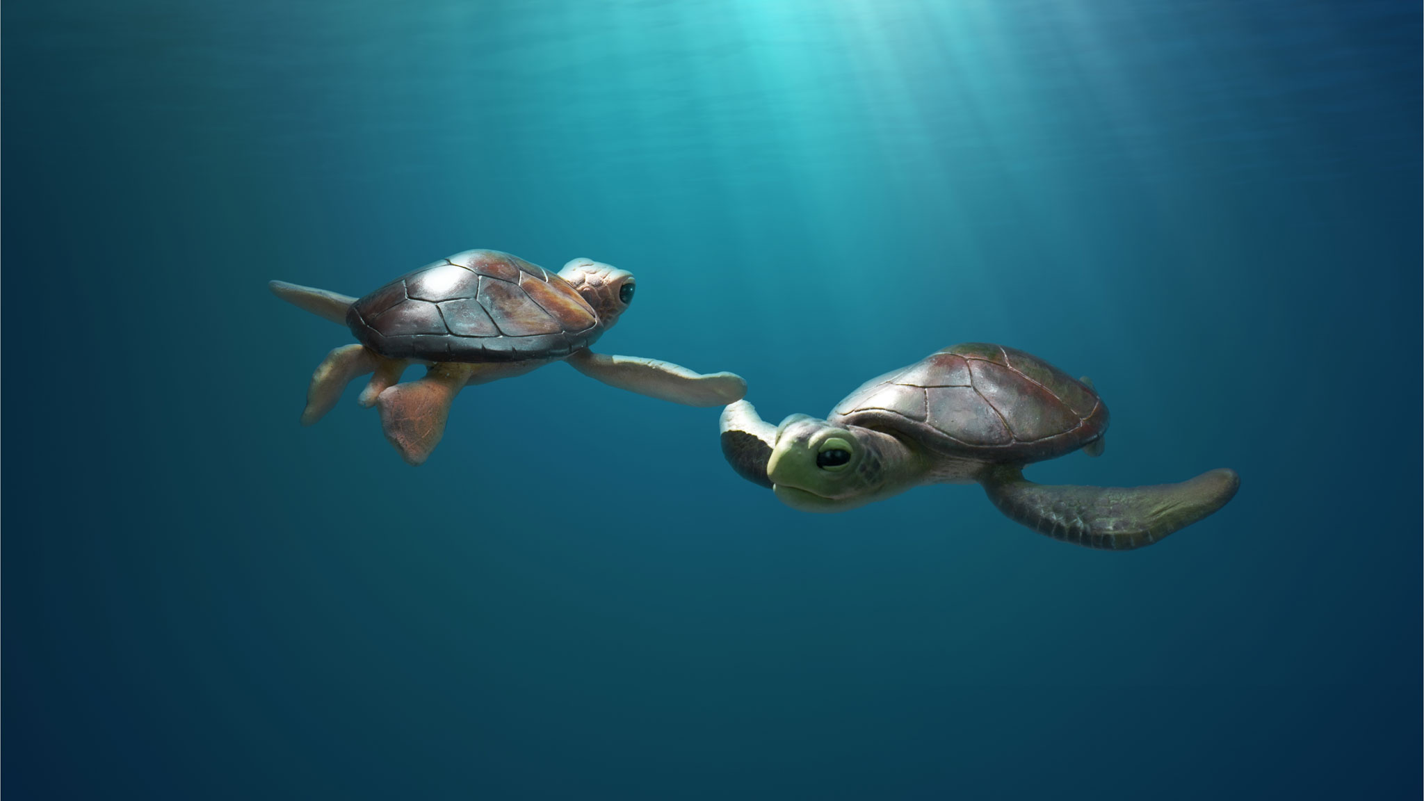 Image représentant la ressource: A Sea Turtle Story