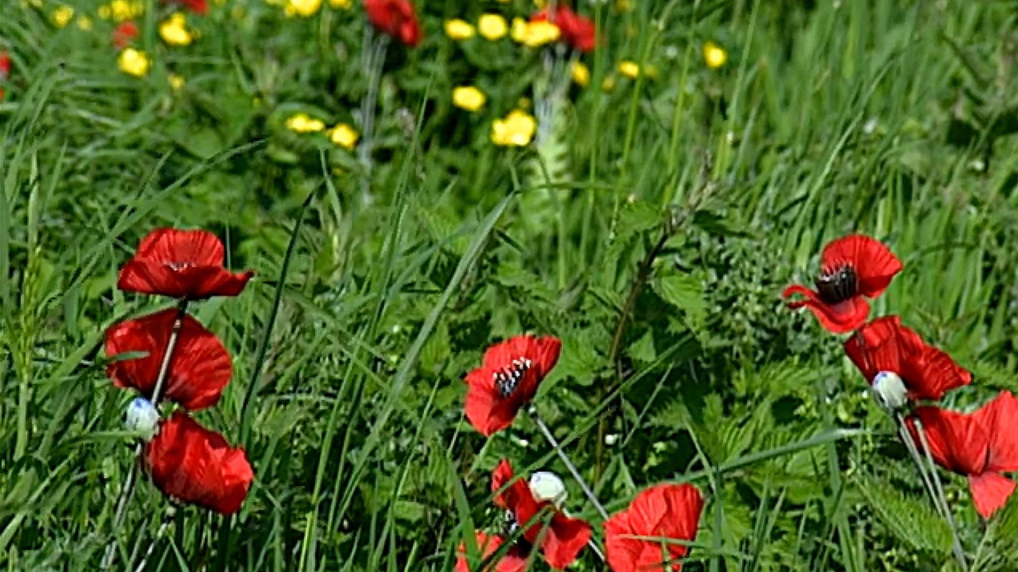 Image représentant la ressource: La guerre de John McCrae - Dans les champs des Flandres