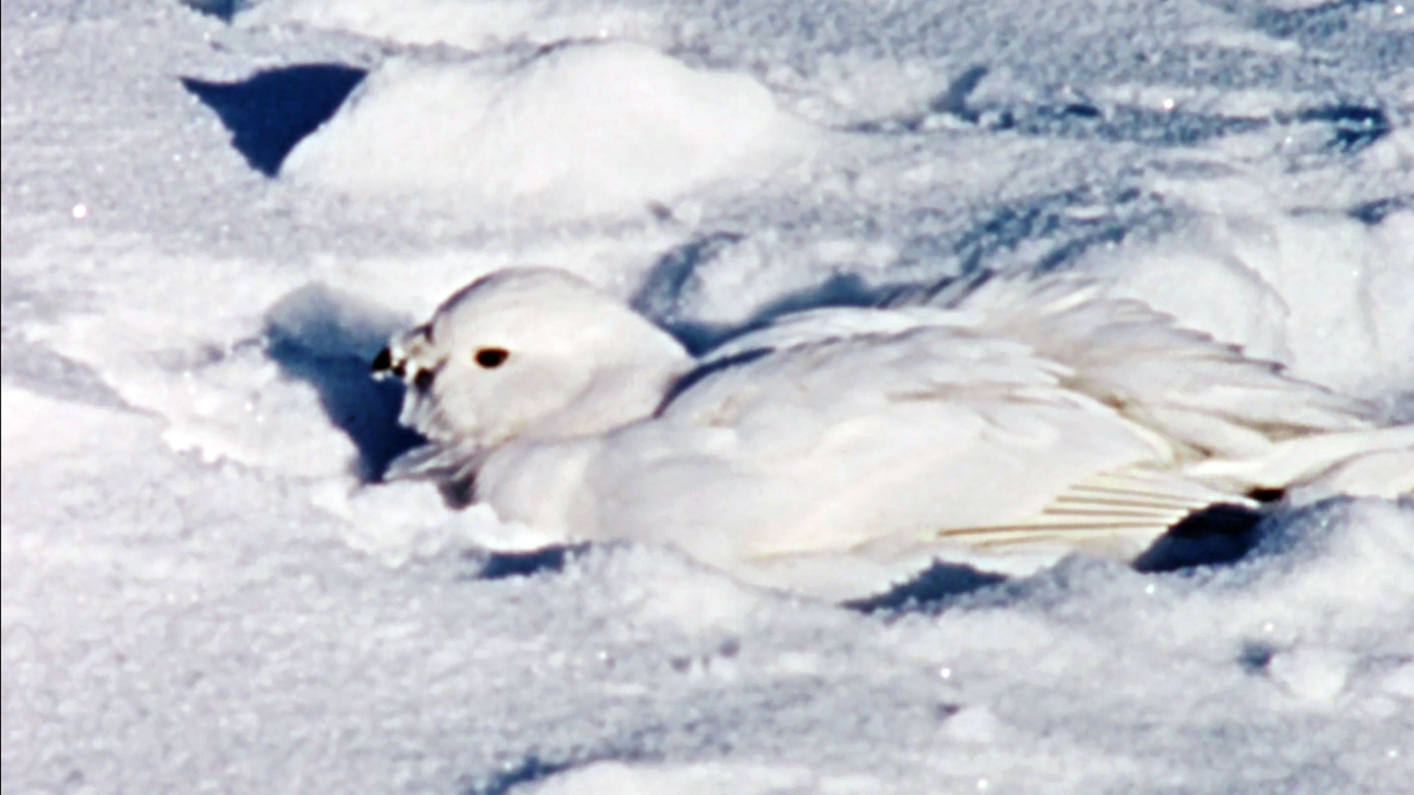 Image représentant la ressource: Hinterland Who's Who : The Willow Ptarmigan