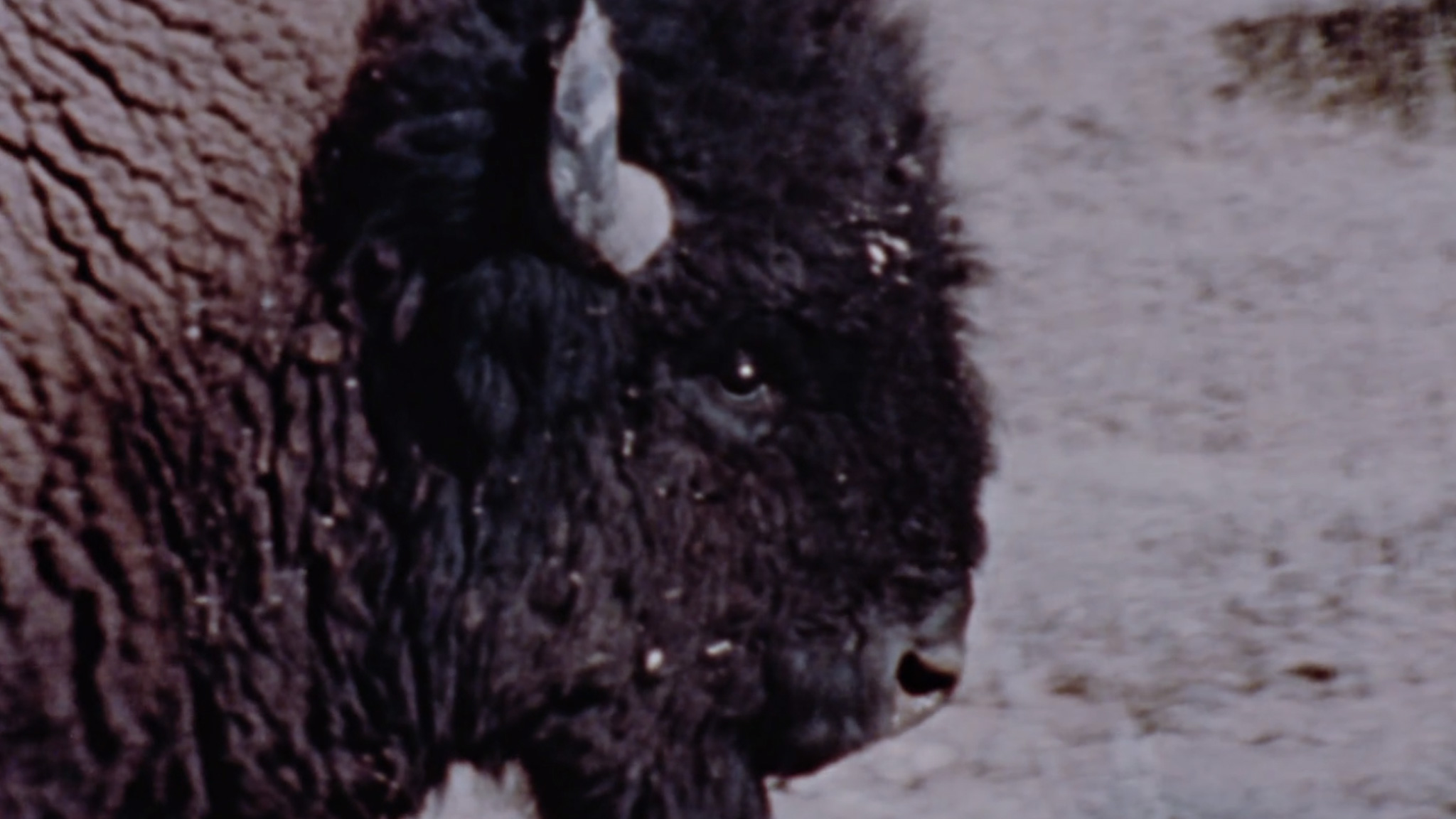 Image représentant la ressource: Merveilles de la faune - Le bison