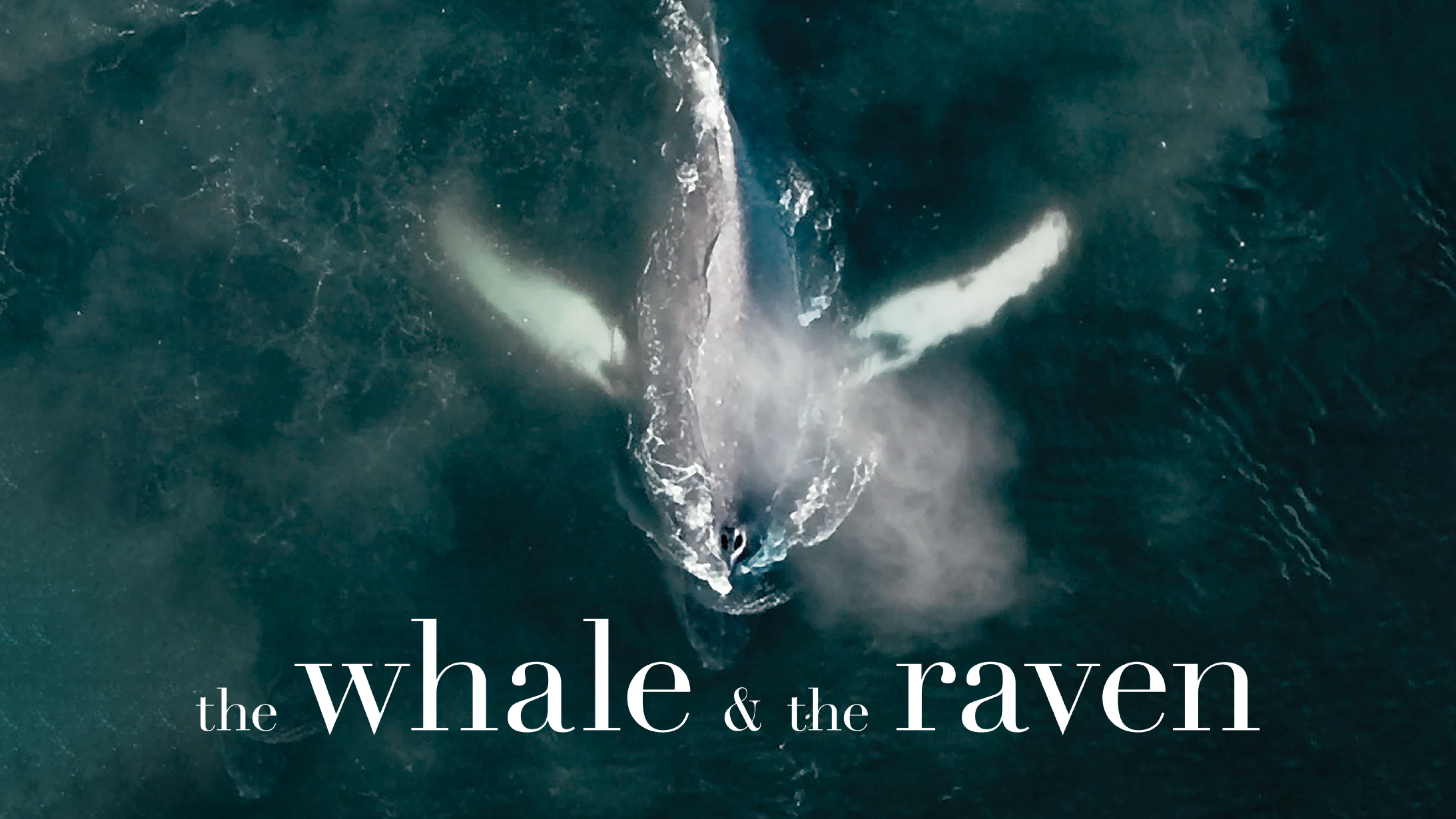 Image représentant la ressource: The Whale and the Raven