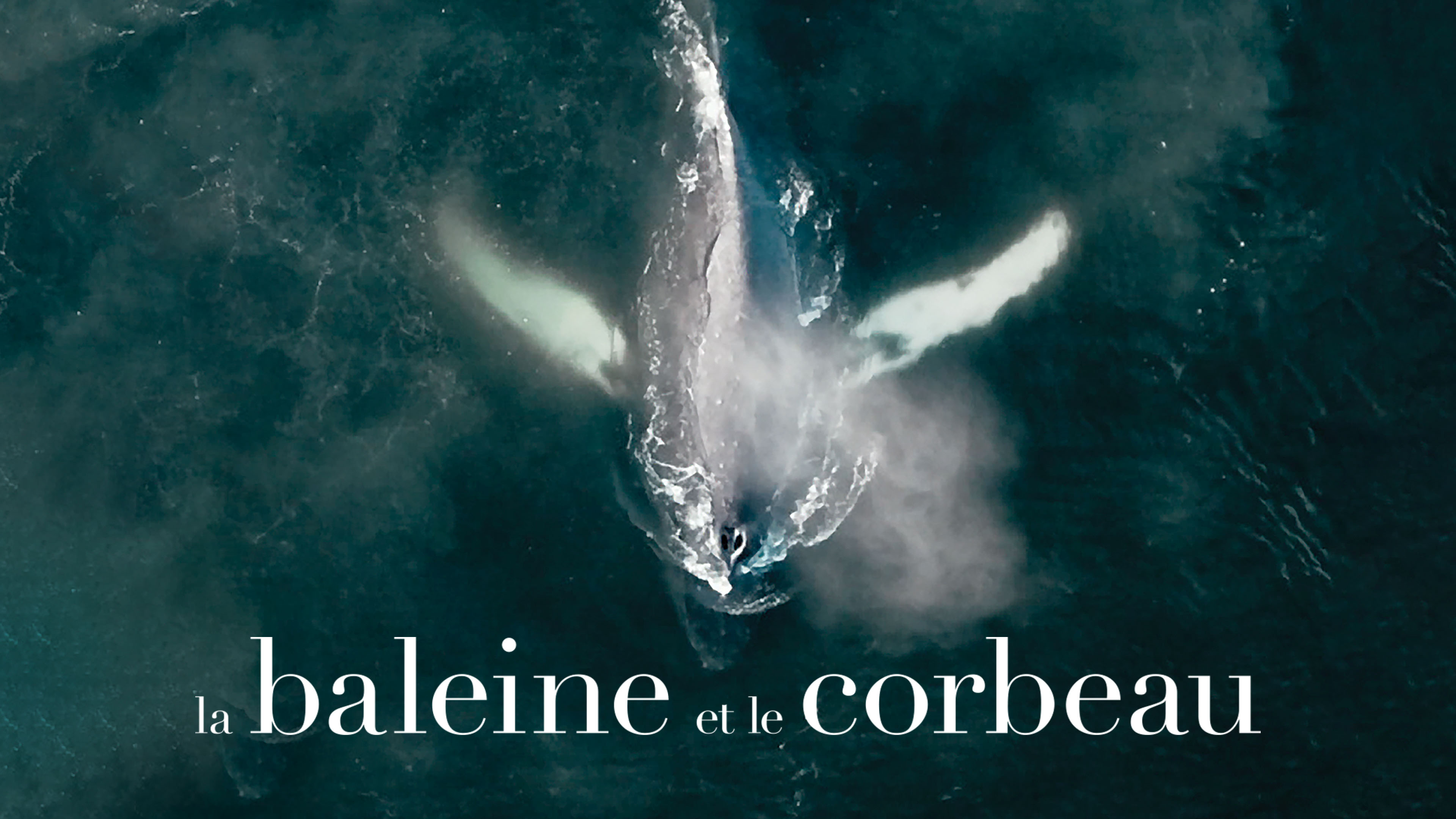 Image représentant la ressource: La baleine et le corbeau
