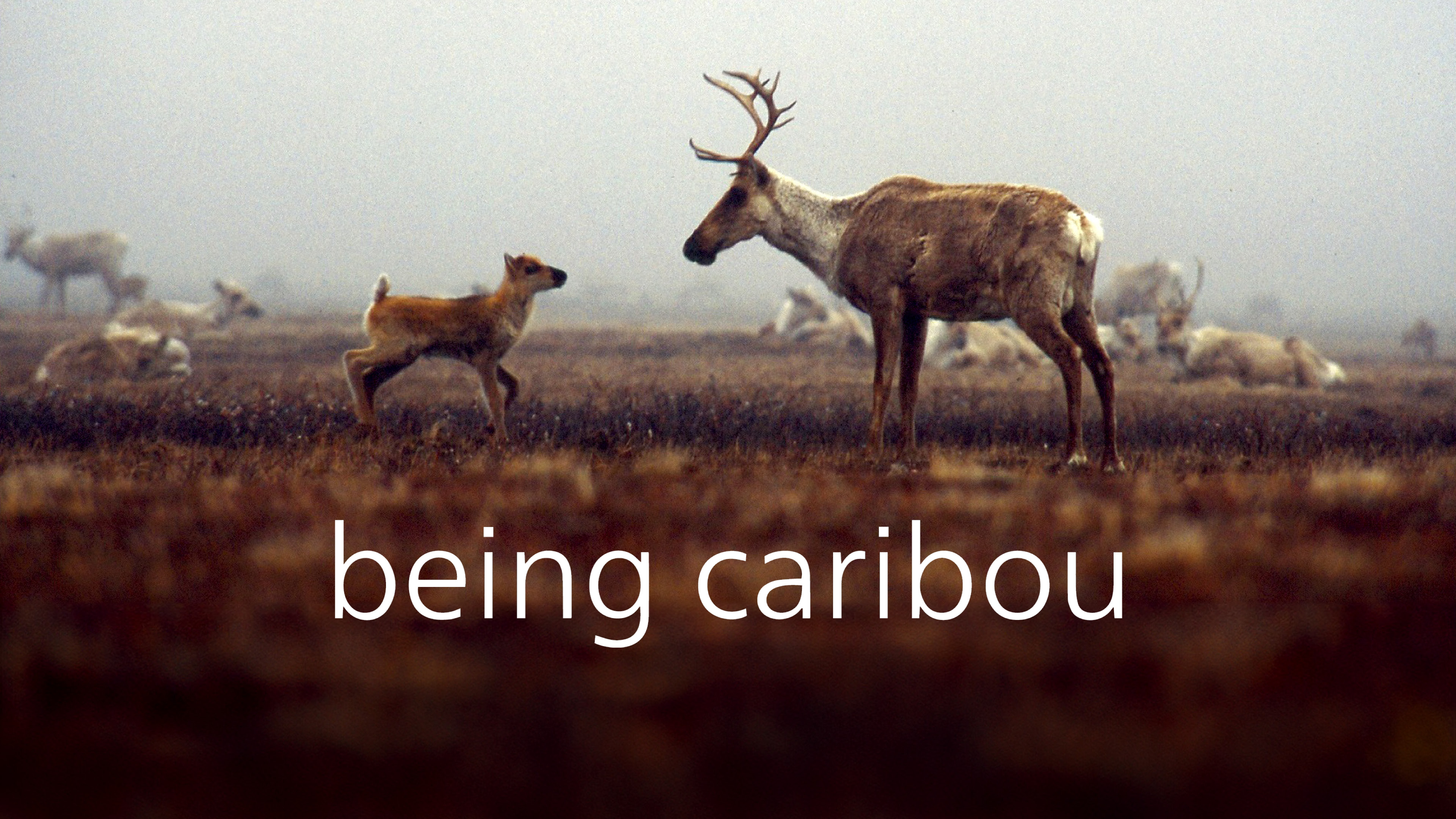 Image représentant la ressource: Being Caribou