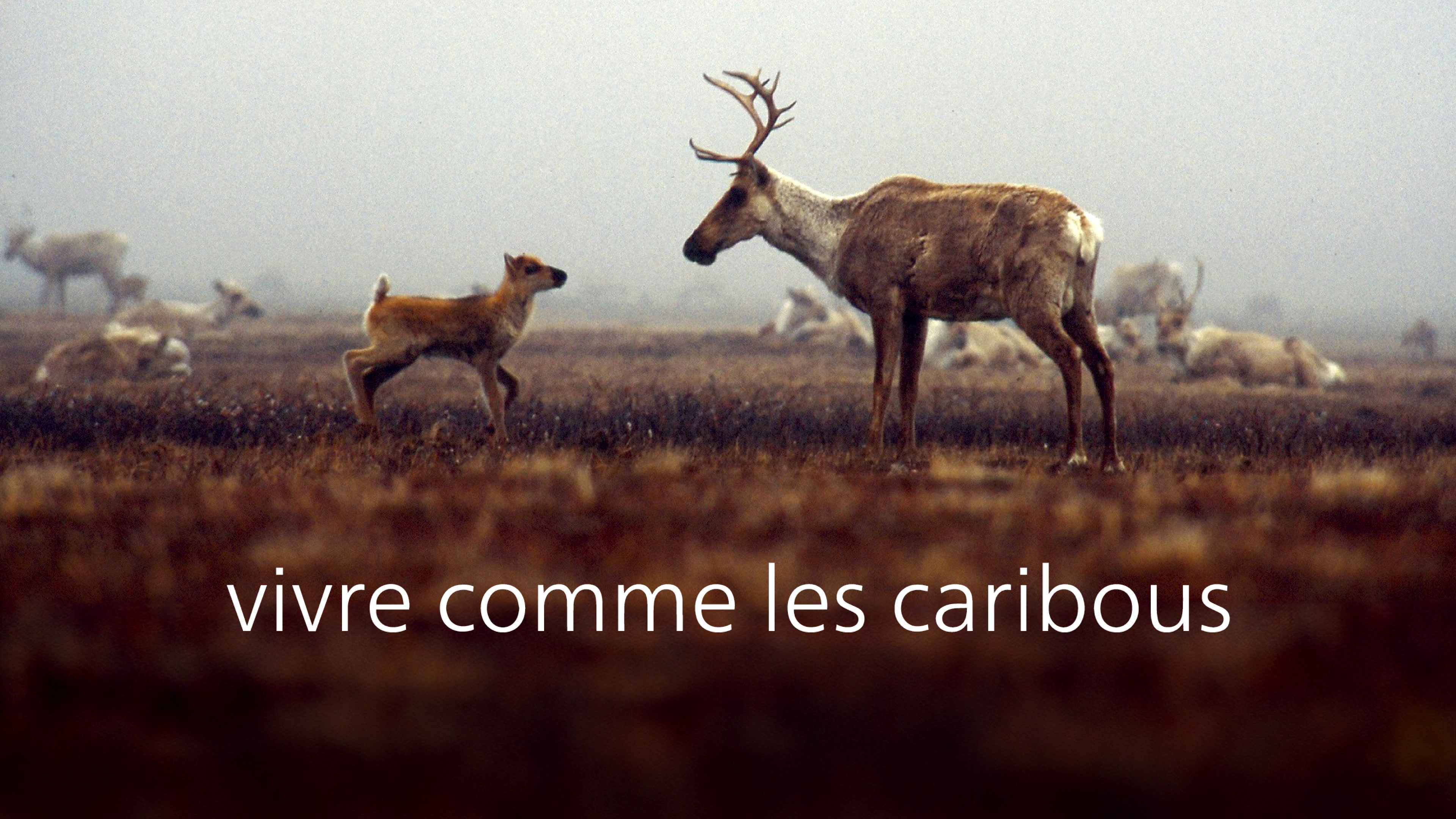Image représentant la ressource: Vivre comme les caribous