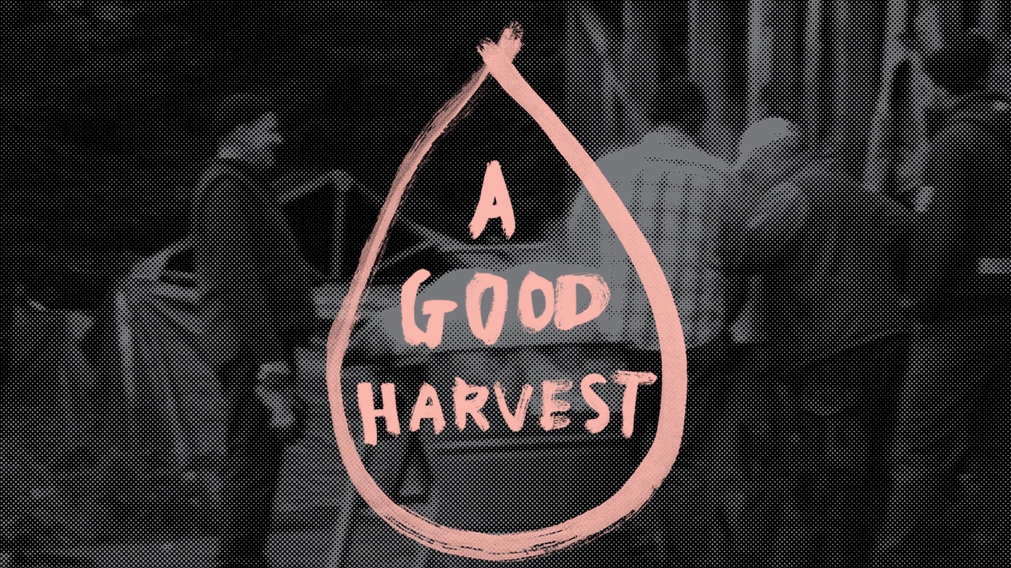 Image représentant la ressource: A Good Harvest