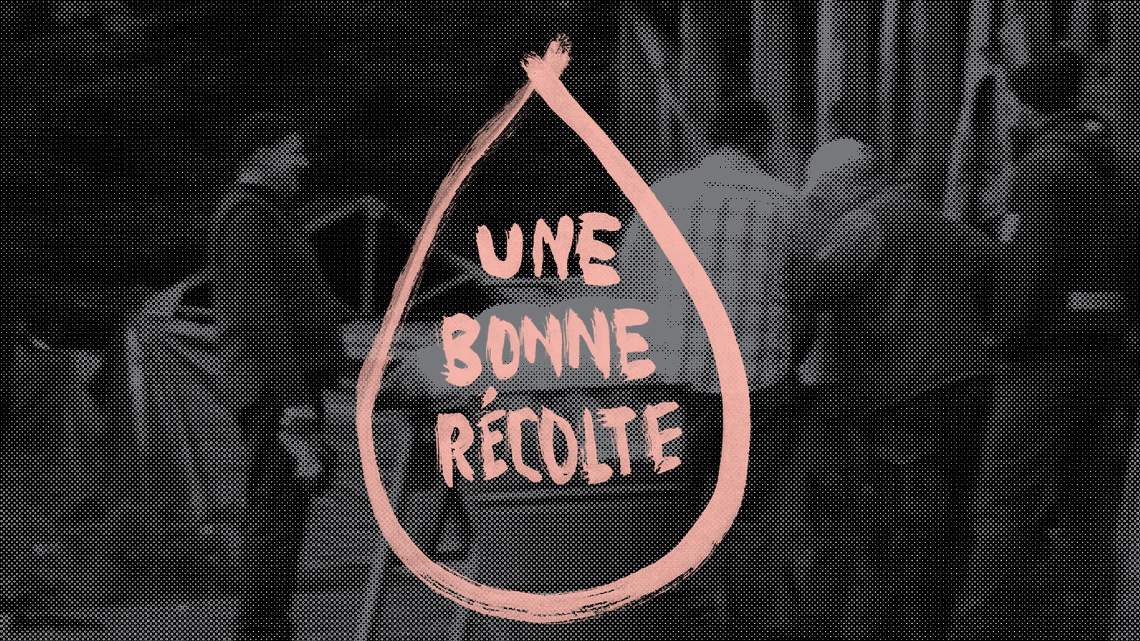 Image représentant la ressource: Une bonne récolte