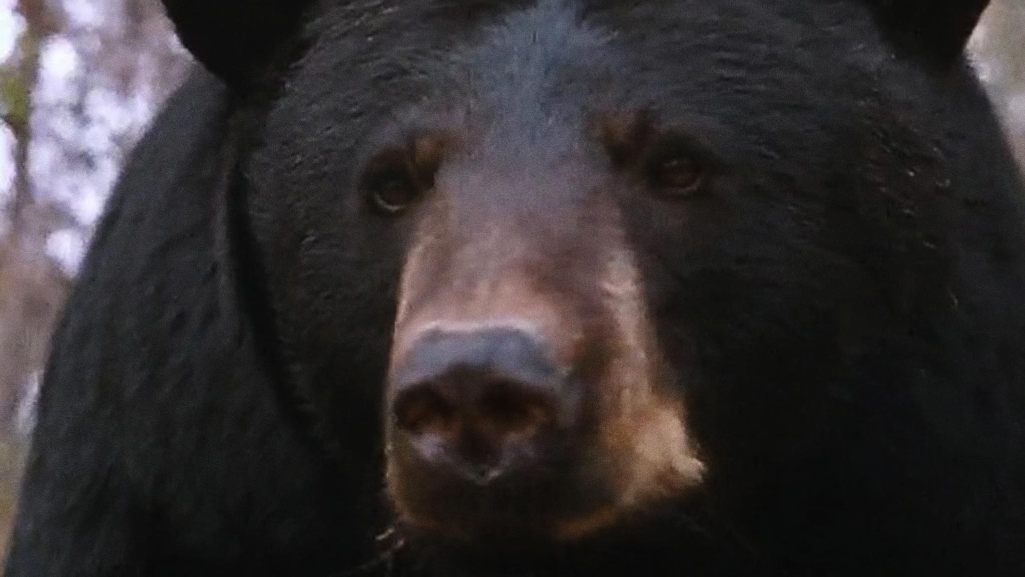 Image représentant la ressource: L'Ours et la Souris