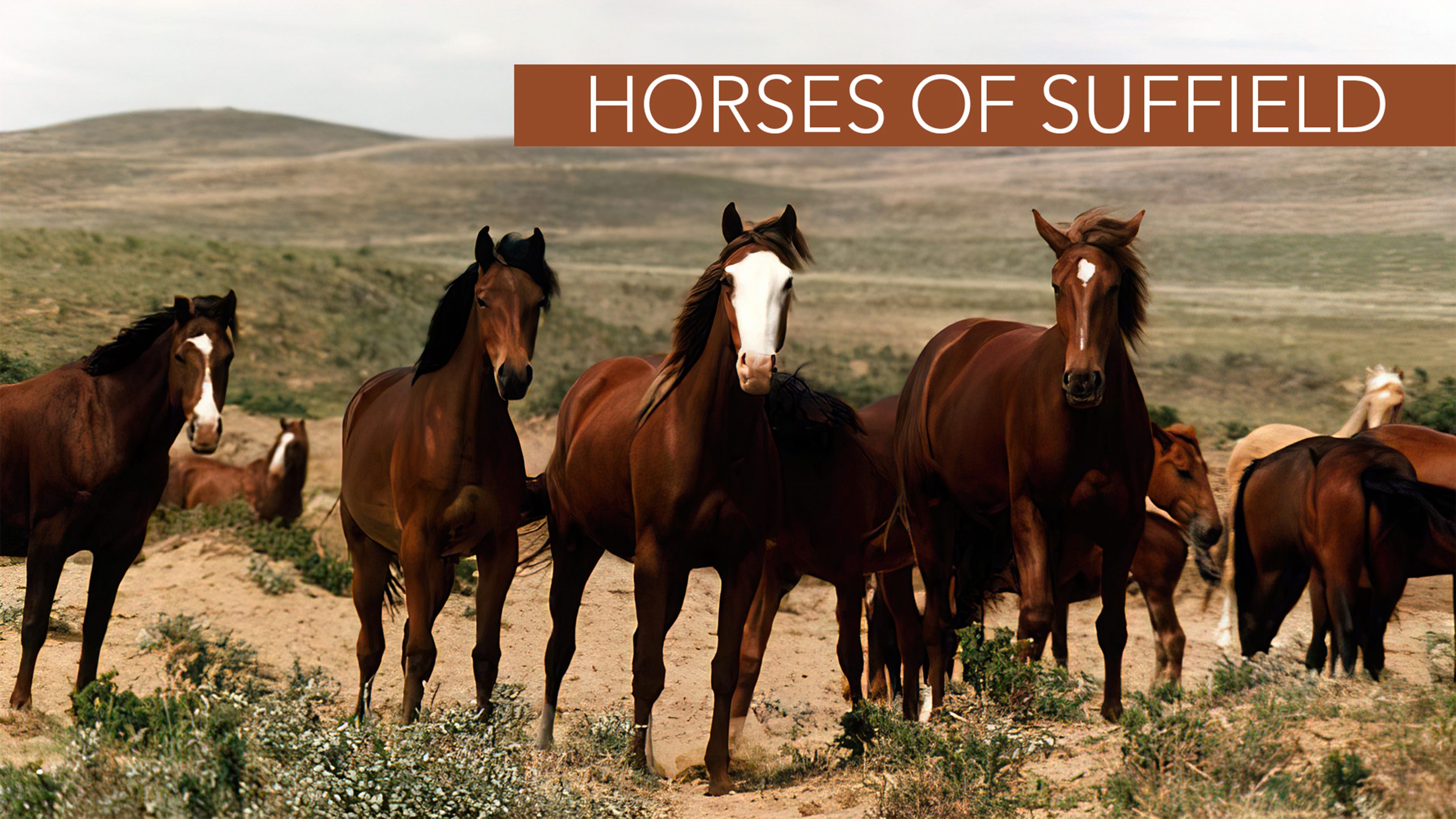 Image représentant la ressource: Horses of Suffield
