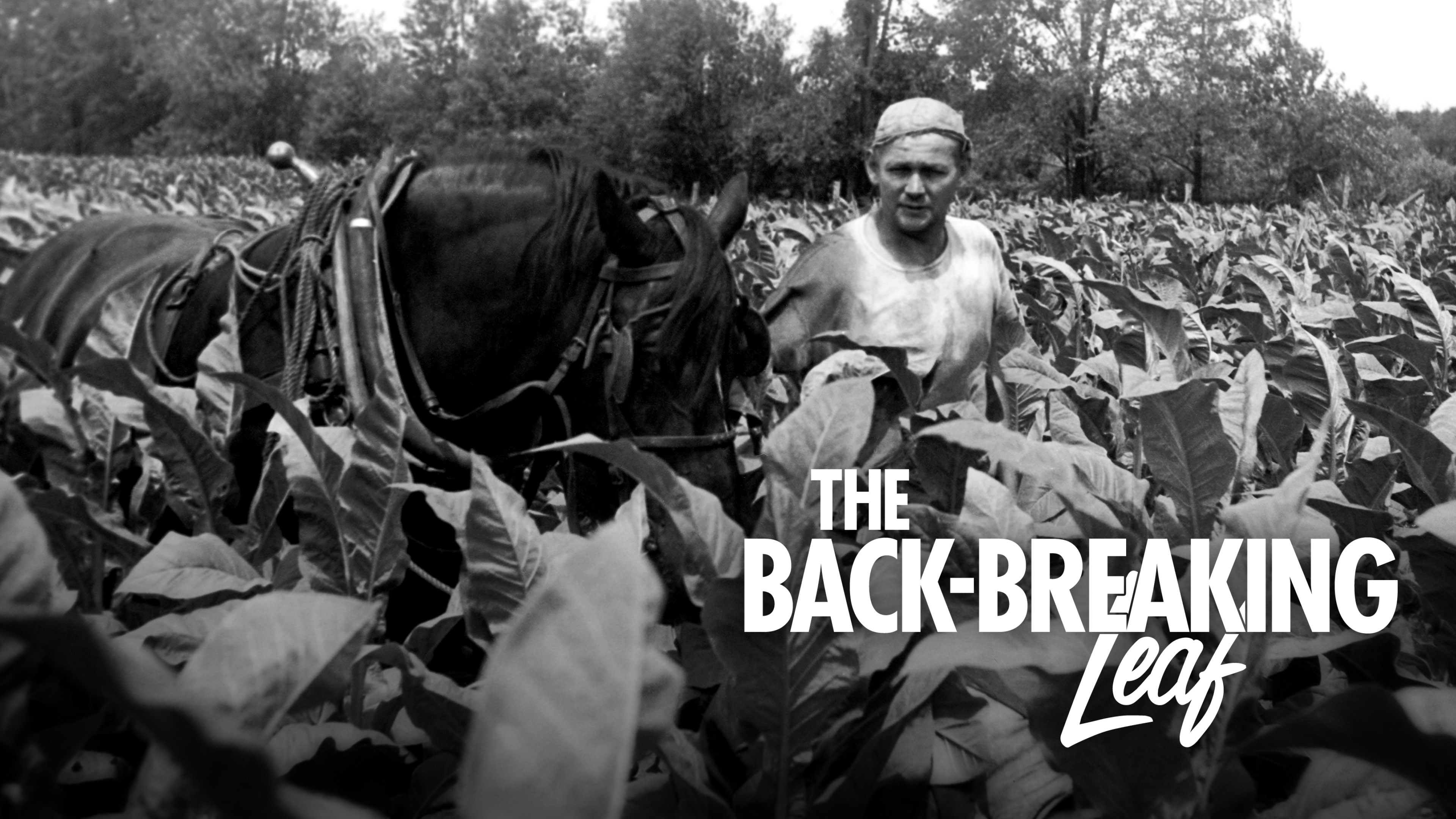 Image représentant la ressource: The Back-breaking Leaf